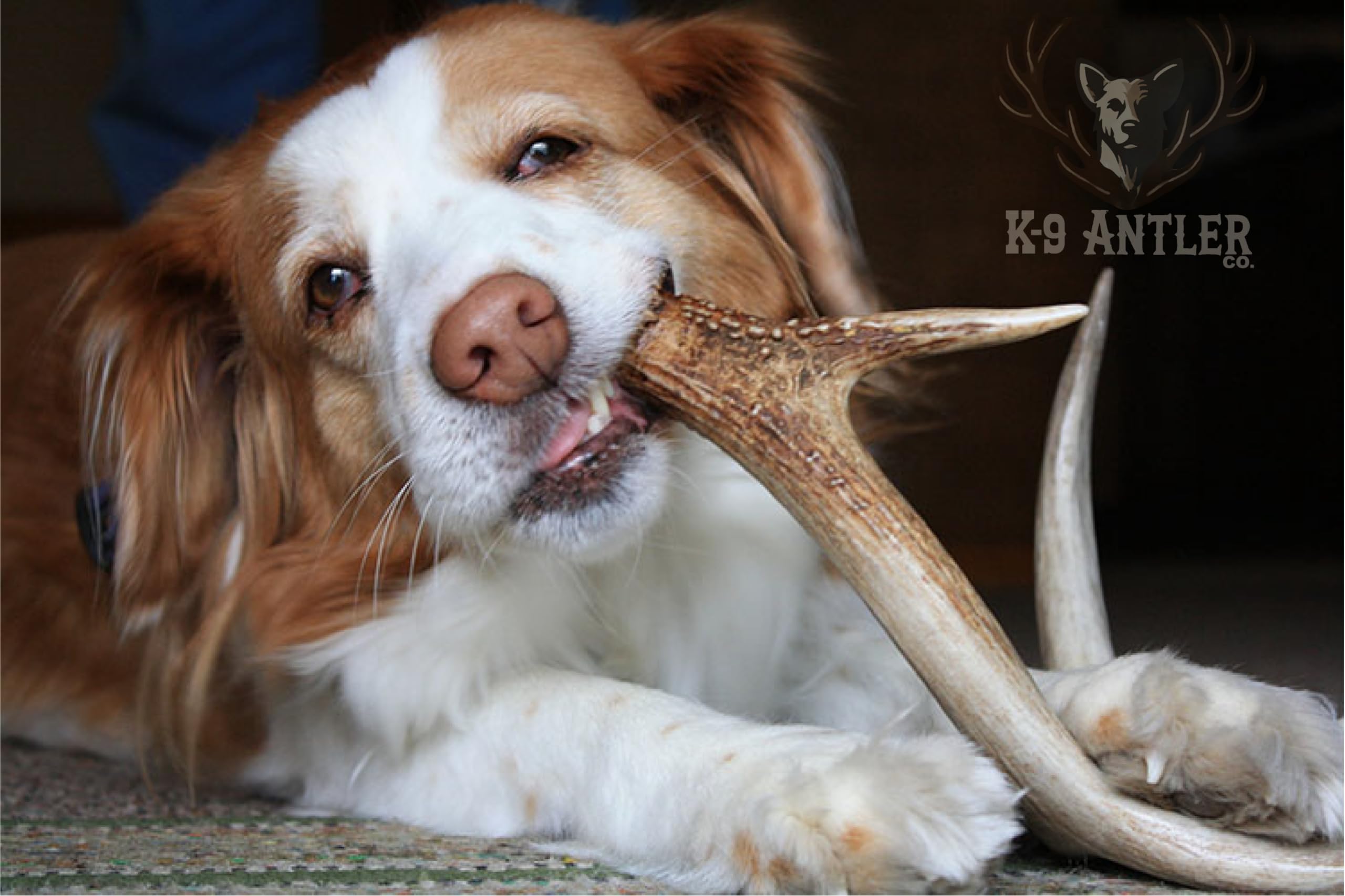 K-9 Antler Co. Elk Antlers For Dogs - Medium Split, Durable Chew, Usa Sourced, Naturally Shed & Ethically Harvested