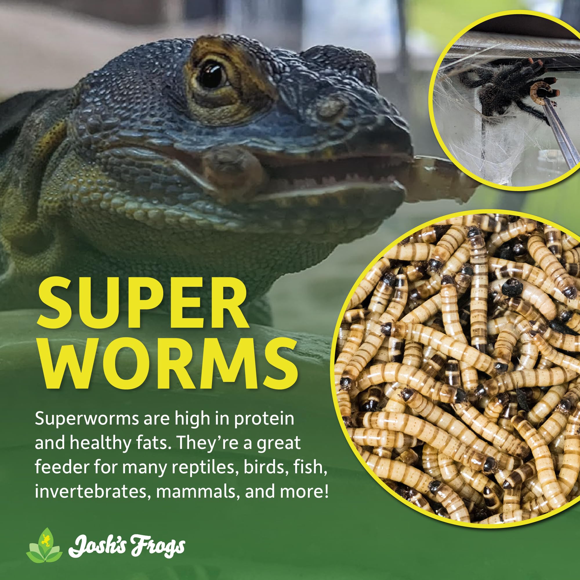 Josh's Frogs Superworms (25 Count)