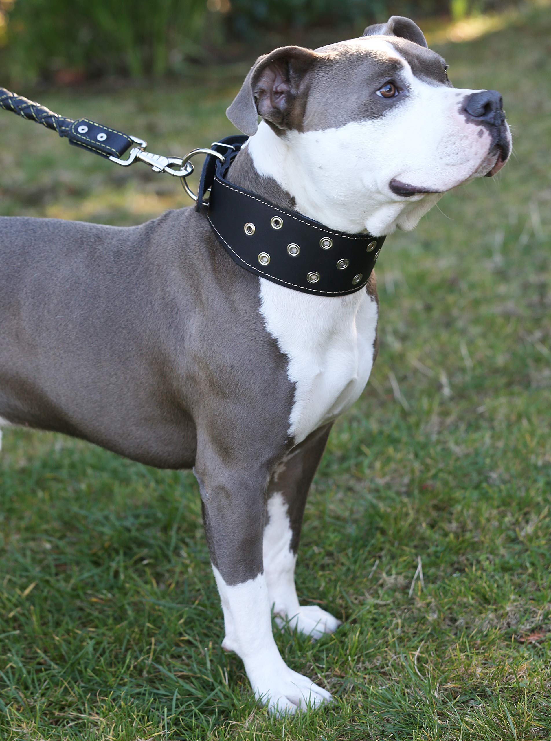 Dogs My Love 3' Extra Wide Heavy Duty Genuine Leather Studded Brown Leather Collar. Fits 20'-24.5' Neck. For Large Breeds - Rottweiler, Pitbull