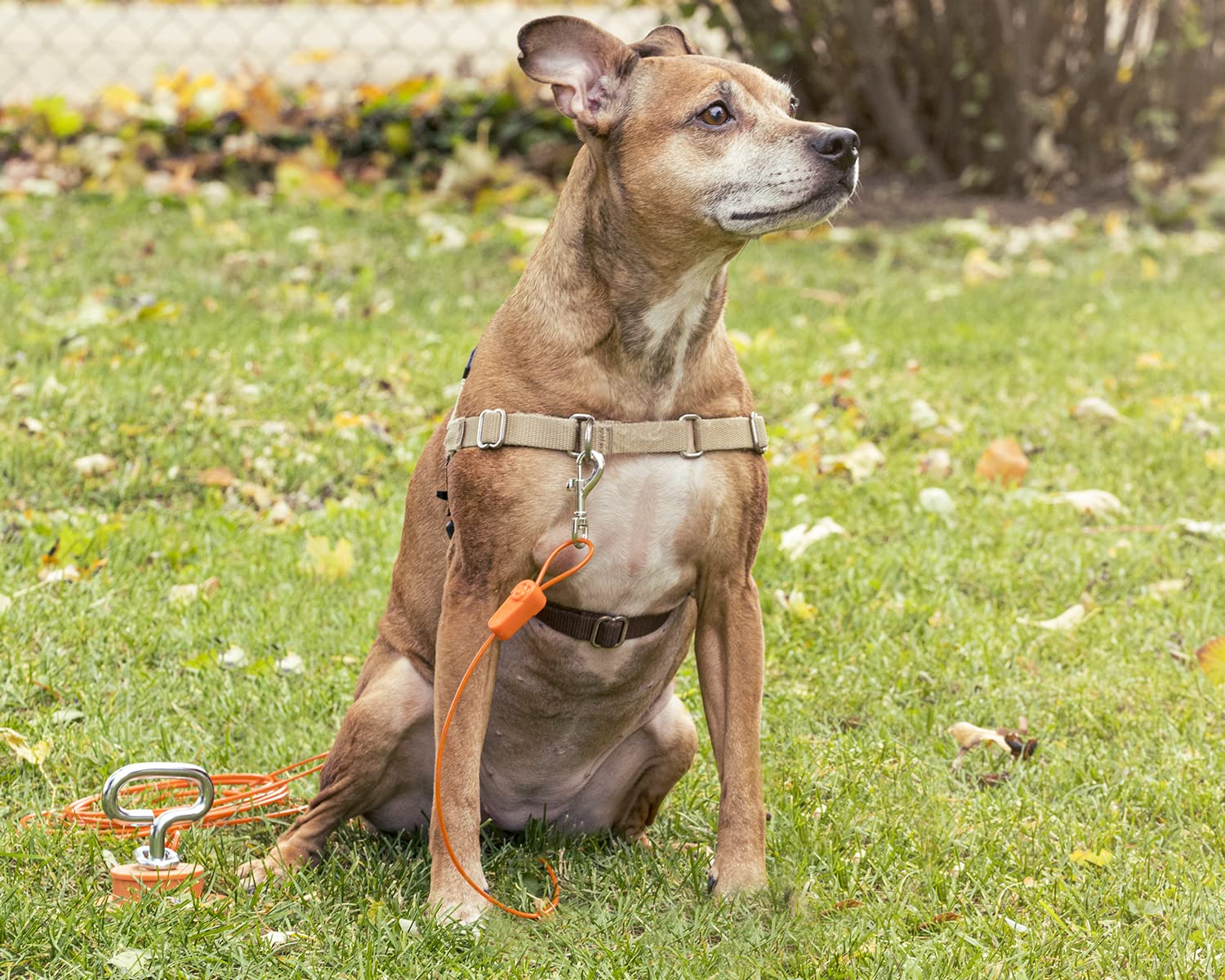 IntelliLeash Tie-Out Cables for Dogs. Lengths up to 100 Feet for Any Breed of Dogs up to 250 Pounds (10 lb / 12 ft)