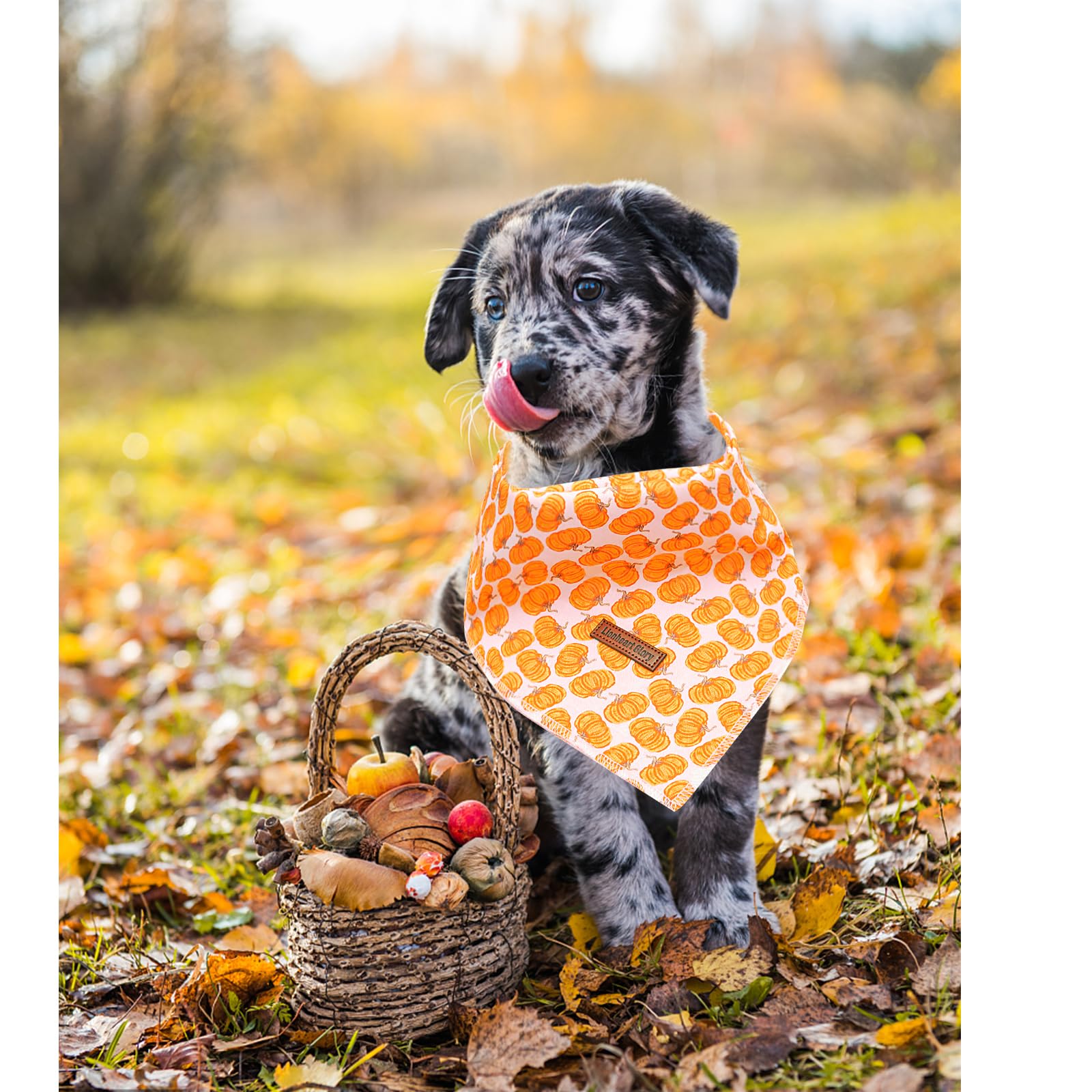 Lionheart Glory Fall Dog Bandana - Halloween Pumpkin Washable Soft Dog Scarf Adjustable For Small Dogs