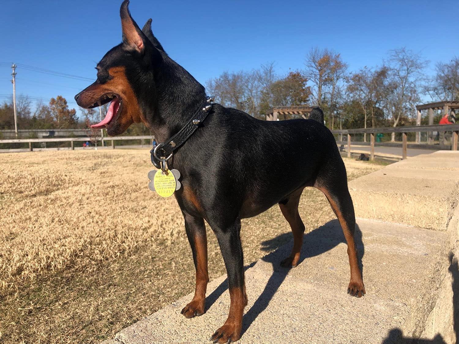 Enjoying Spiked Cat Collar, Leather Spikes Dog Collars For Cats Small Dogs, Adjustable Pet Collar With Rings, Black S