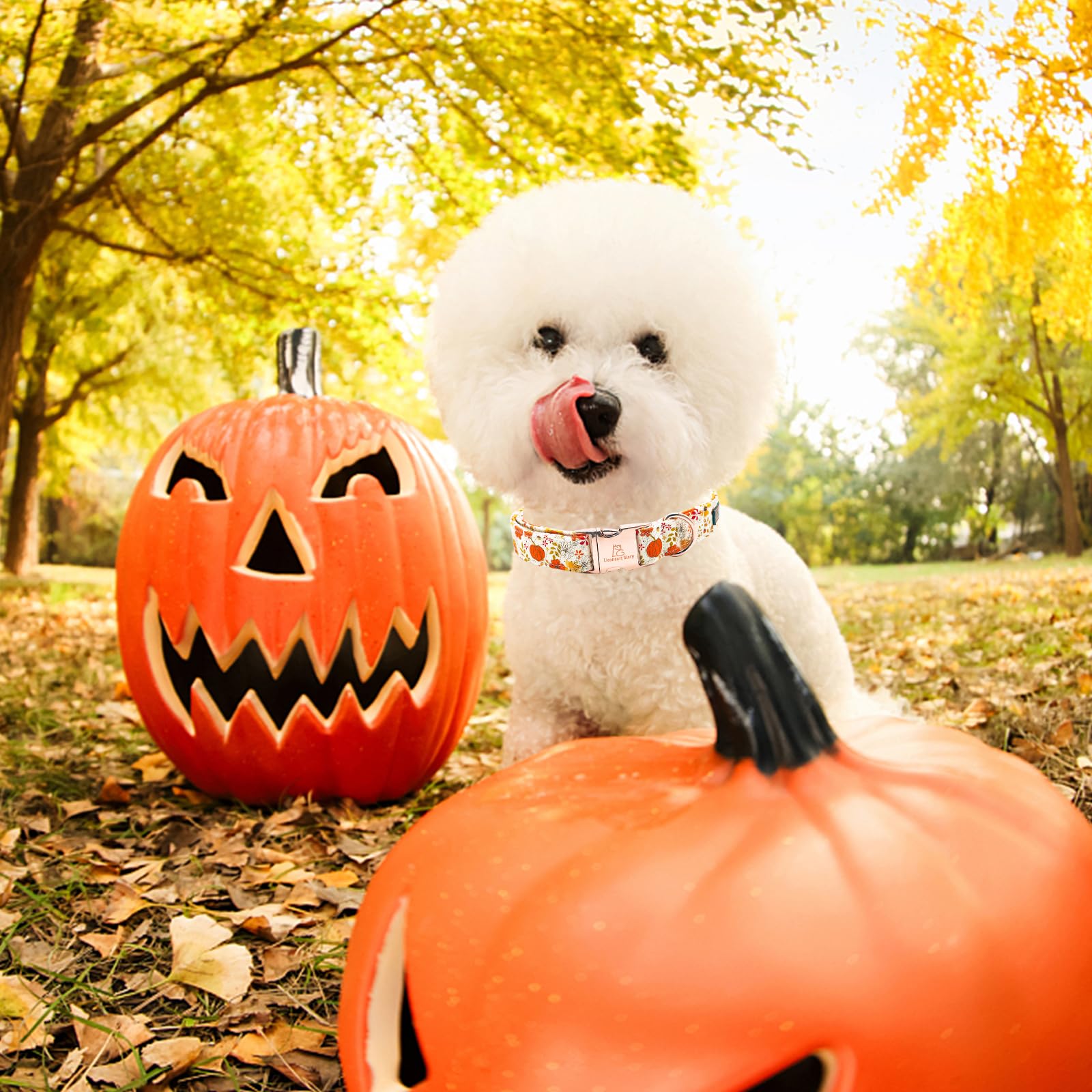 Lionheart Glory Adjustable Heavy Duty Dog Collar for Large Dogs - Pumpkin & Flower Halloween Design, Perfect for Fall Festivities