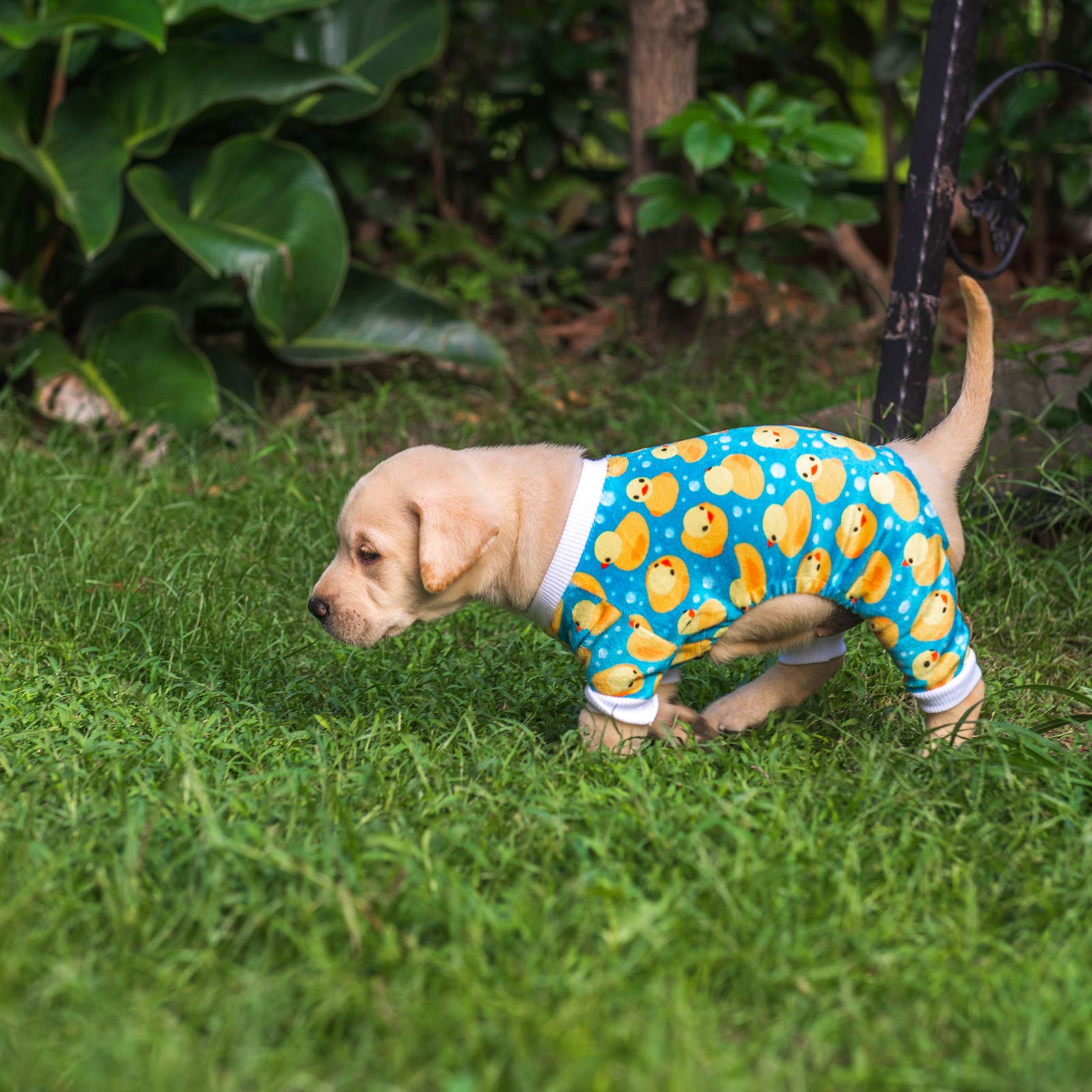 CuteBone Dog Christmas Pajamas Puppy Onesies Small Dogs Soft Pjs Coat Cat Apparel Comfy Pet Clothes Outfit Doggie Bodysuit P50XS