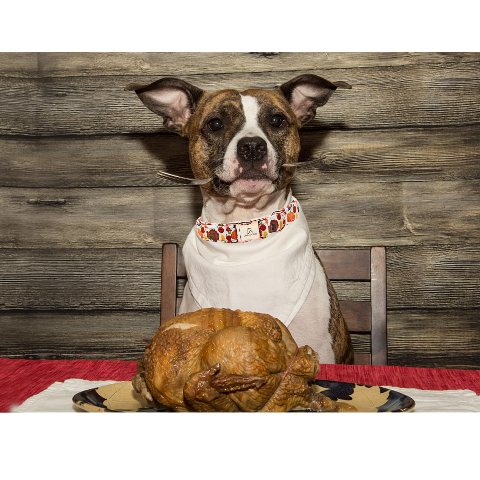 Lionheart Glory Turkey Dog Collar - Thanksgiving Gift For Medium Dogs