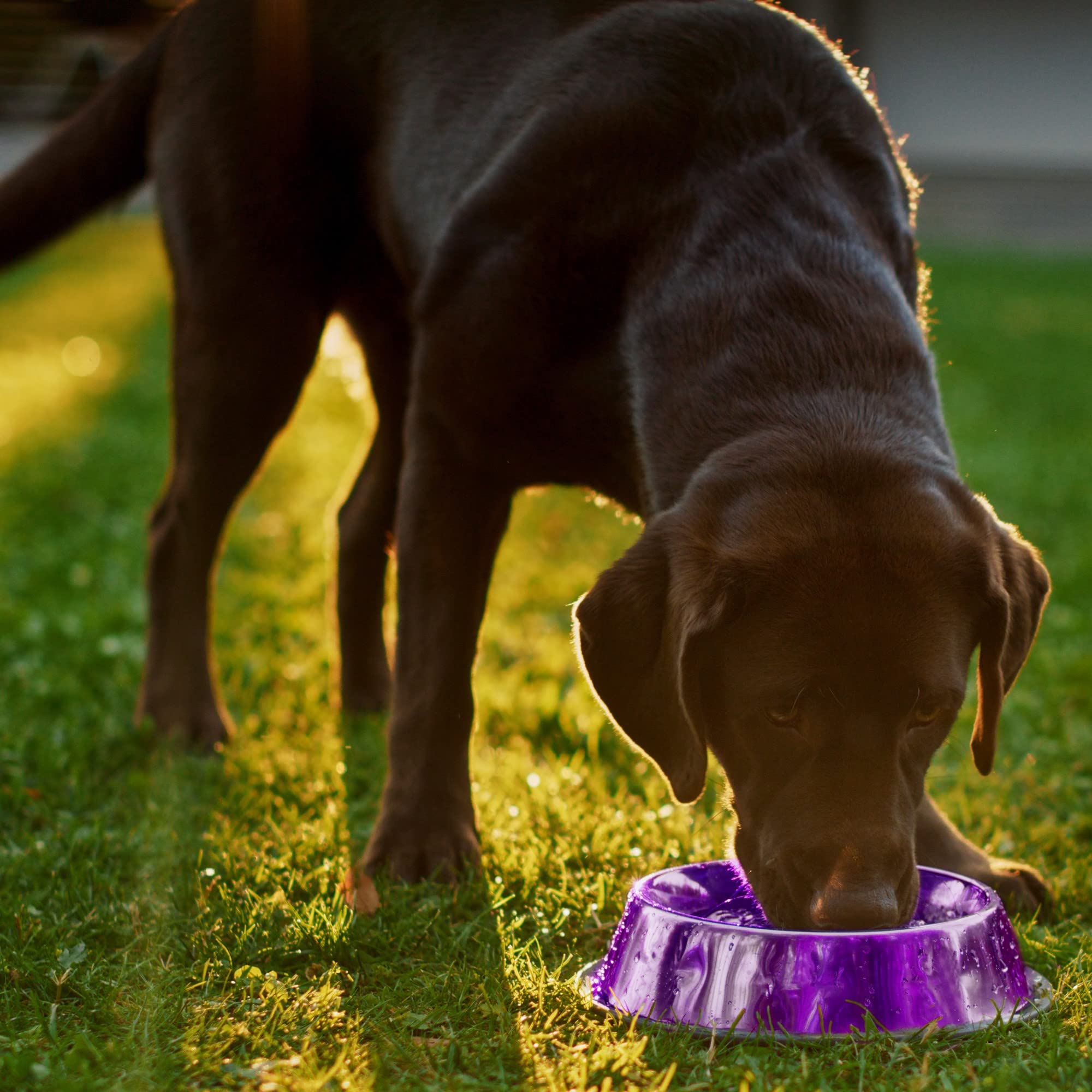 Danner Stainless Steel, Anti-Skid Pet Bowl, Sangria, 8 Oz, (73010)