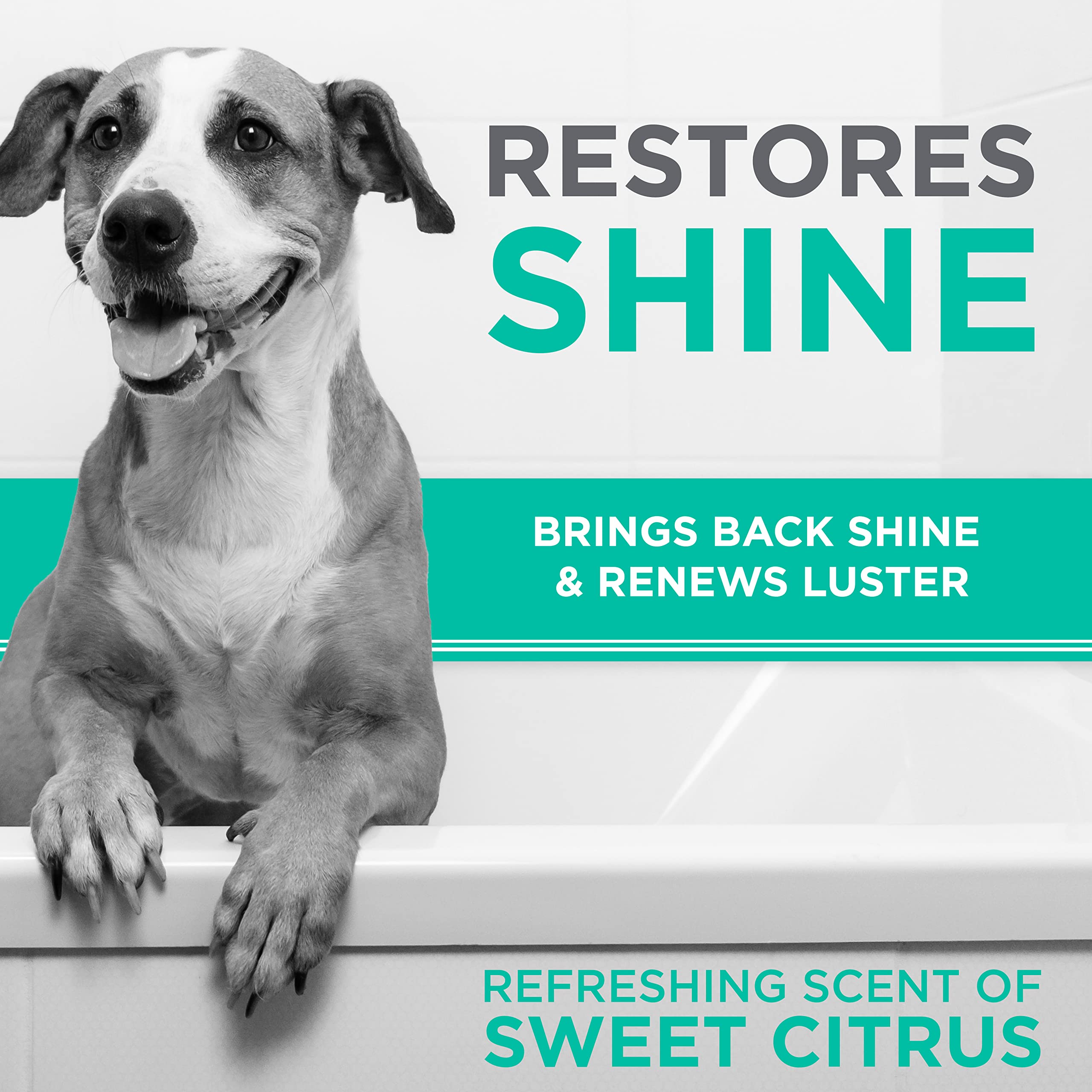 Tropiclean Perfect Fur Dog Shampoo For Shedding Control & Restoring Shine For All Breeds With A Smooth Coat | 16 Oz