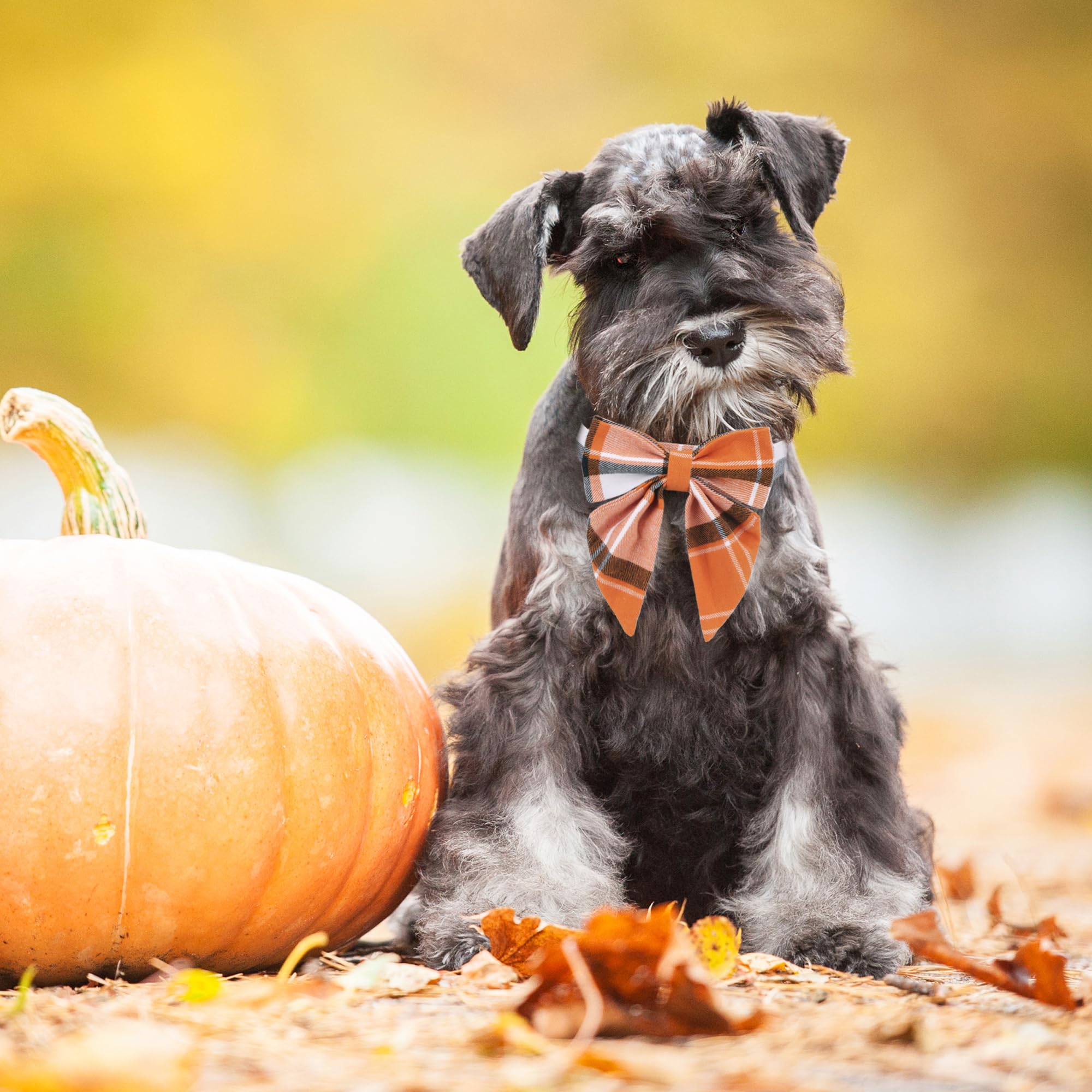 Adoggygo Fall Dog Collar With Bow, Halloween Thanksgiving Dog Bowtie Collar, Adjustable Orange Black Dog Fall Collars For Small Medium Large Dogs Pets (Small, Fall)