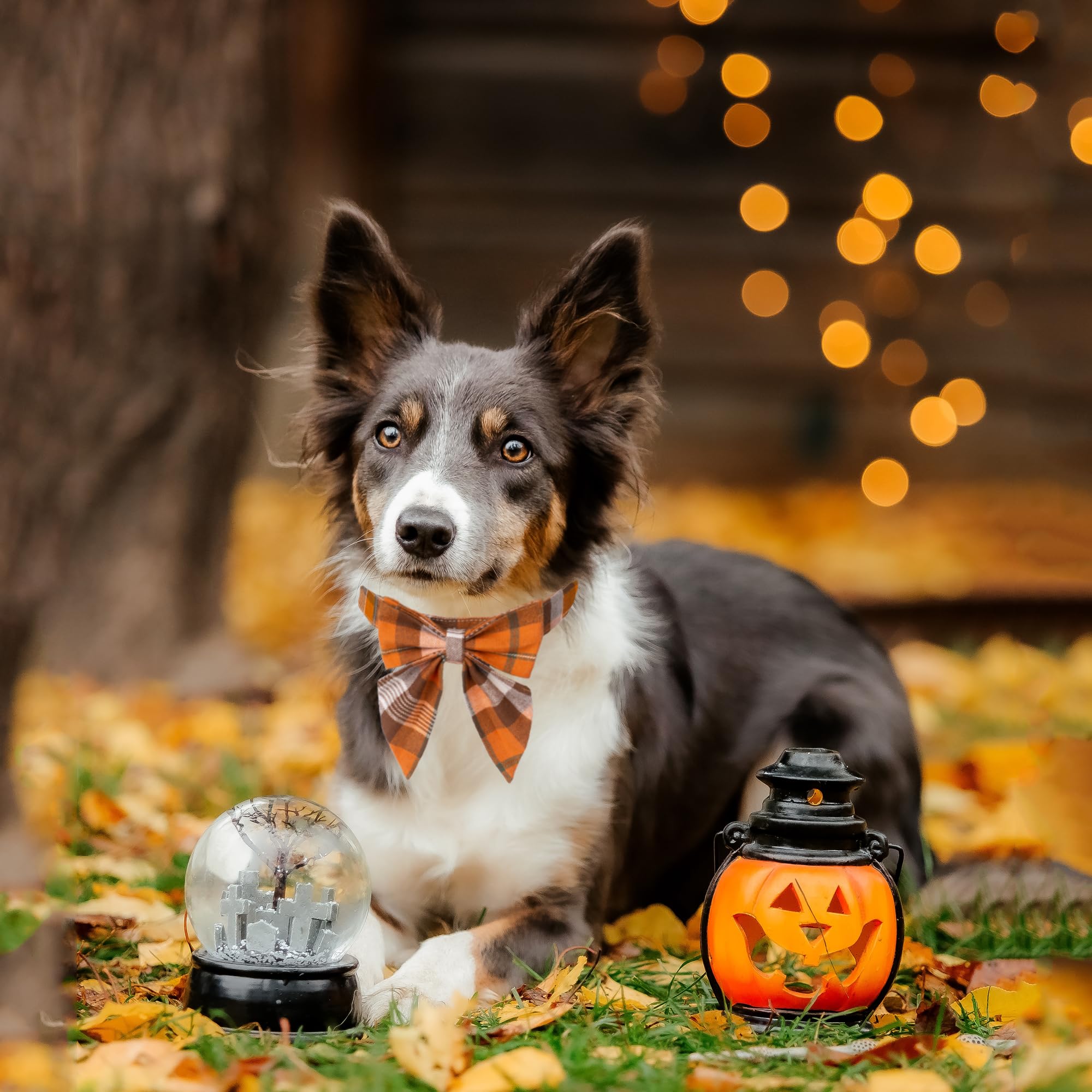 Adoggygo Fall Dog Collar With Bow, Halloween Thanksgiving Dog Bowtie Collar, Adjustable Cotton Orange Bowtie Dog Fall Collars For Medium Large Dogs Pets (Large, Fall)