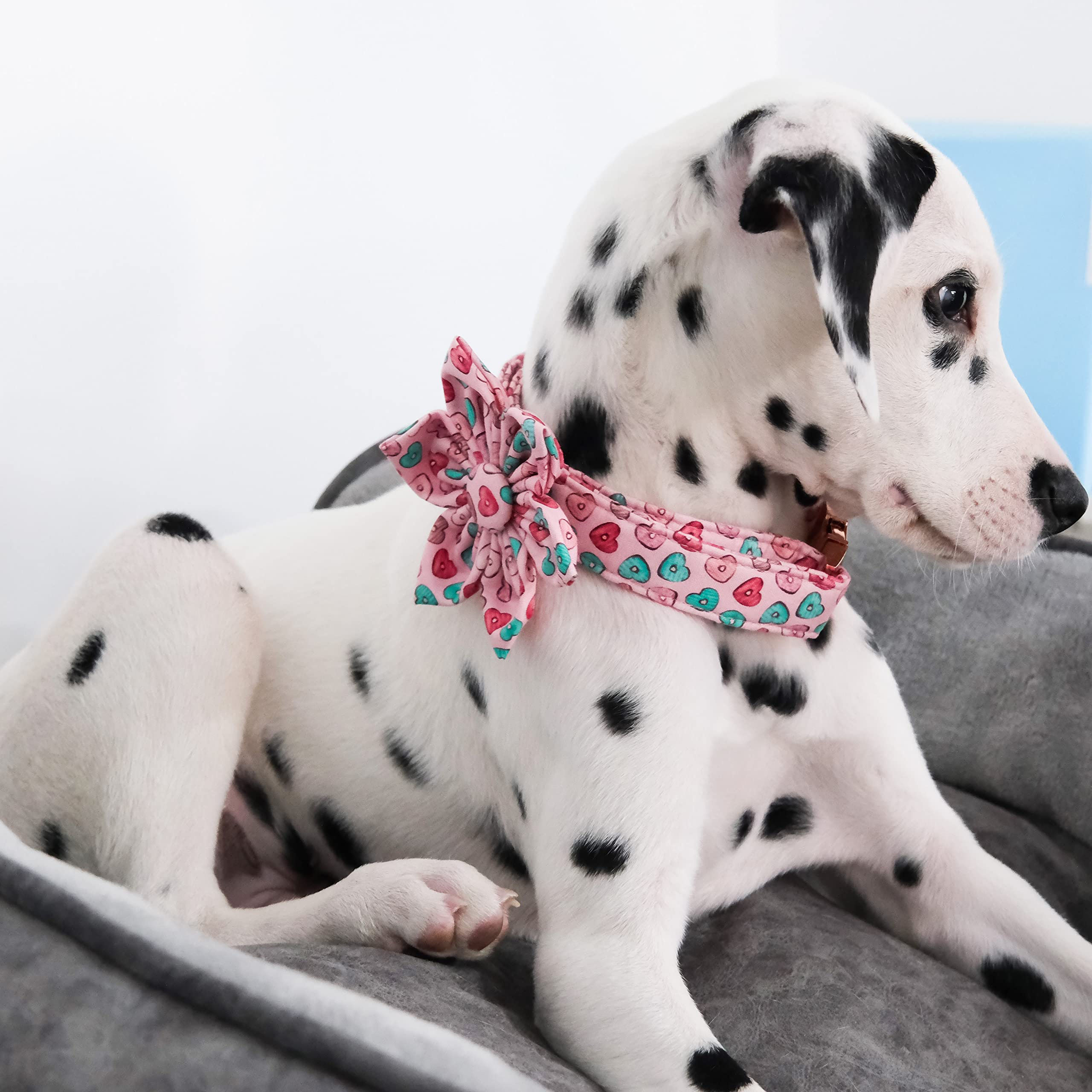 Maca Bates Flower Valentines Sweet Heart Dog Collar with Flowers for Dogs Adjustable Breakaway Red Collars Accessories for Small