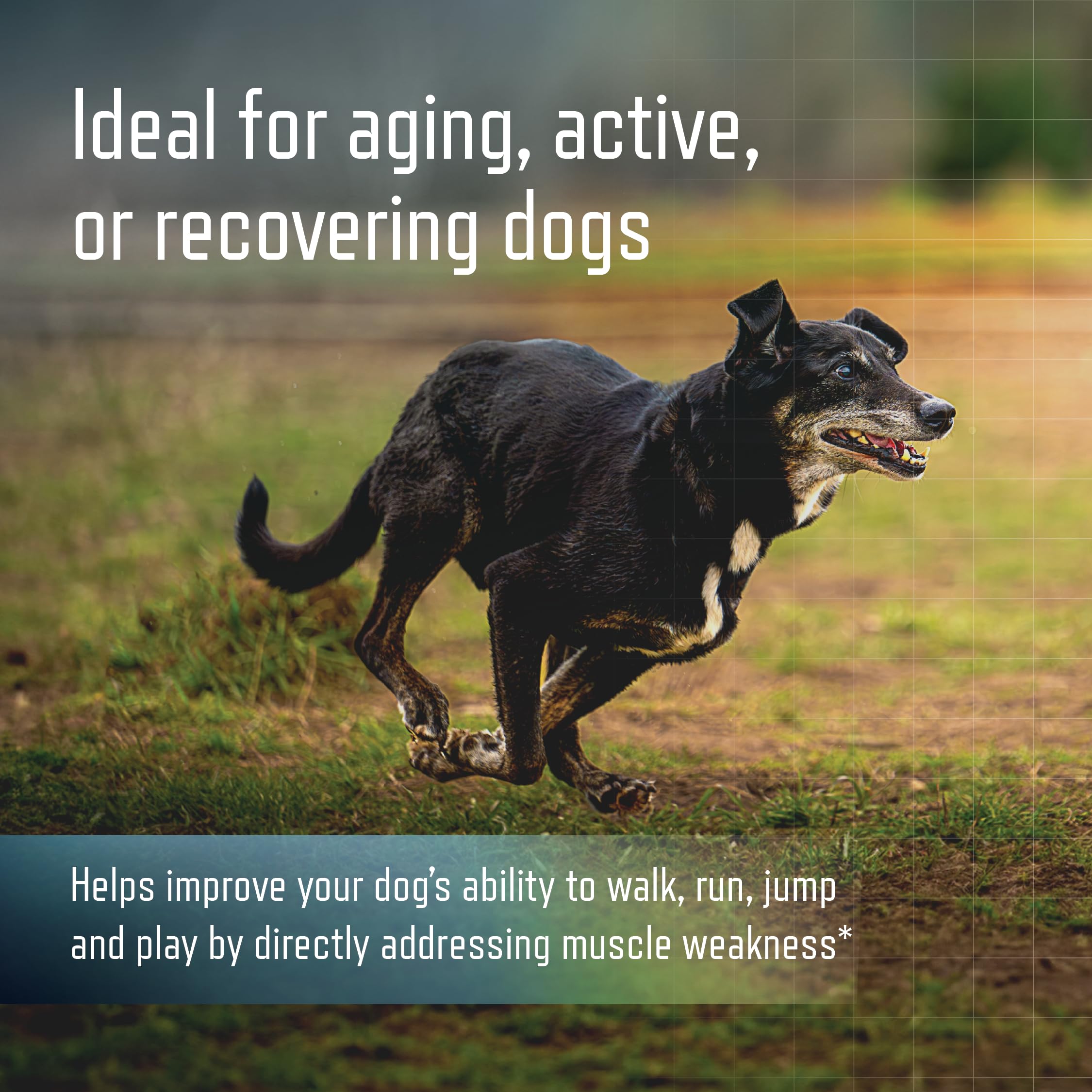 Virbac URSOLYX Soft Chews for Dogs | Muscle Health Support for Senior, Active or Recovering Dogs, Small | 60 Count 2- Month Supp