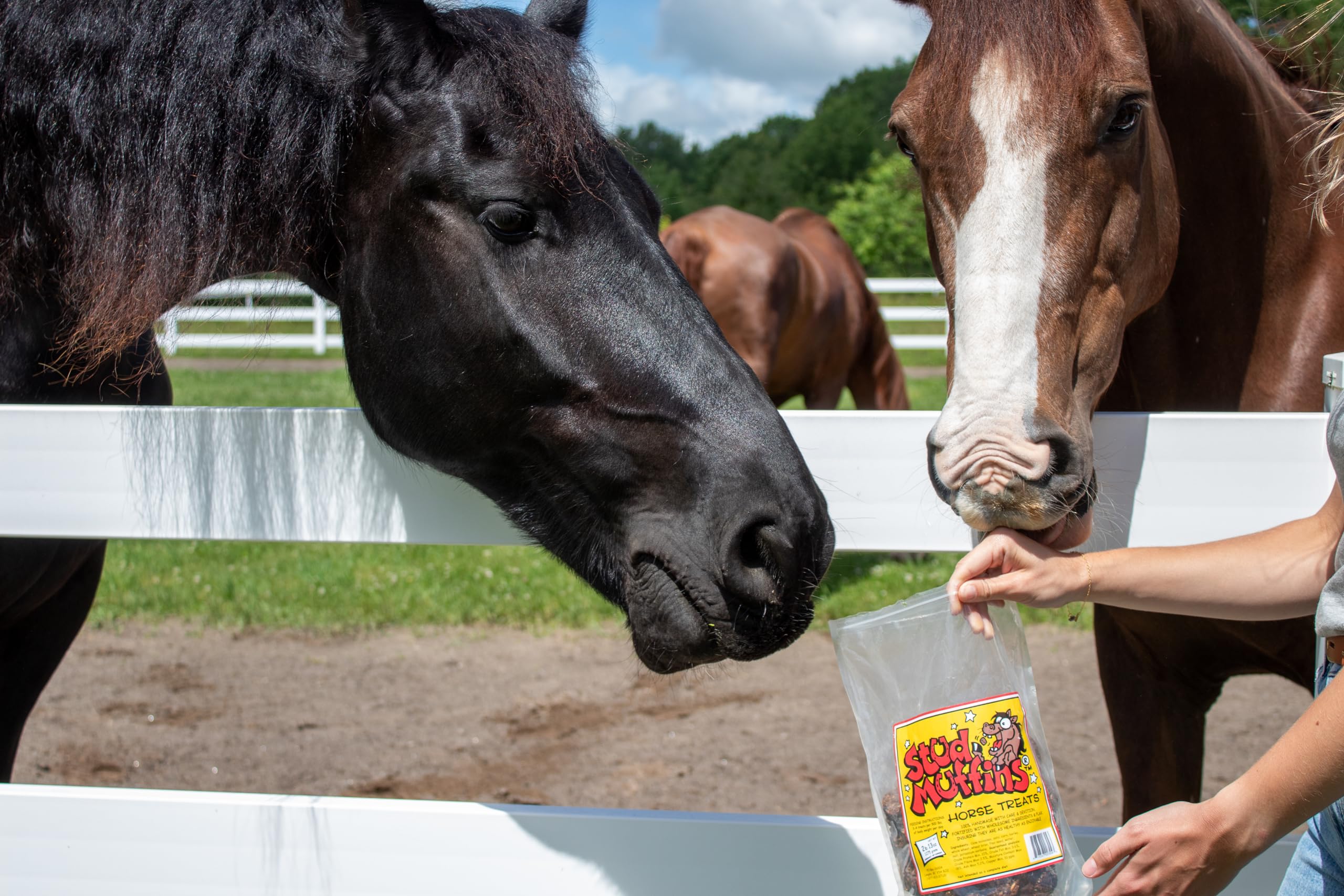 Stud Muffins 1045/1030 Stud Muffins Horse Treat, 45 Oz