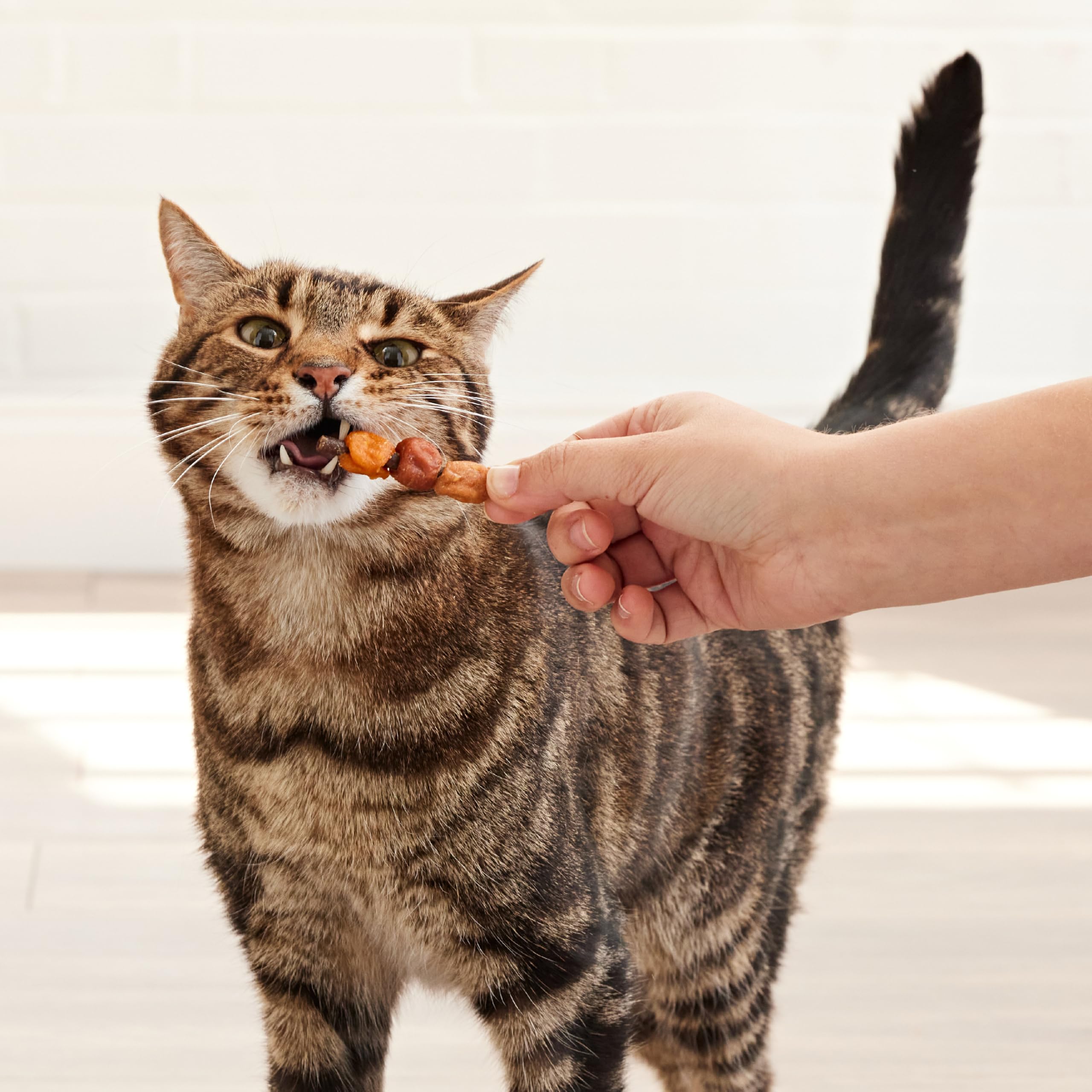 Good n Tasty Triple Flavor Kabobs Cat Treat, 1.4 Ounce Bag, Long-Lasting Playtime Treat for Cats Made with Real Chicken, Salmon