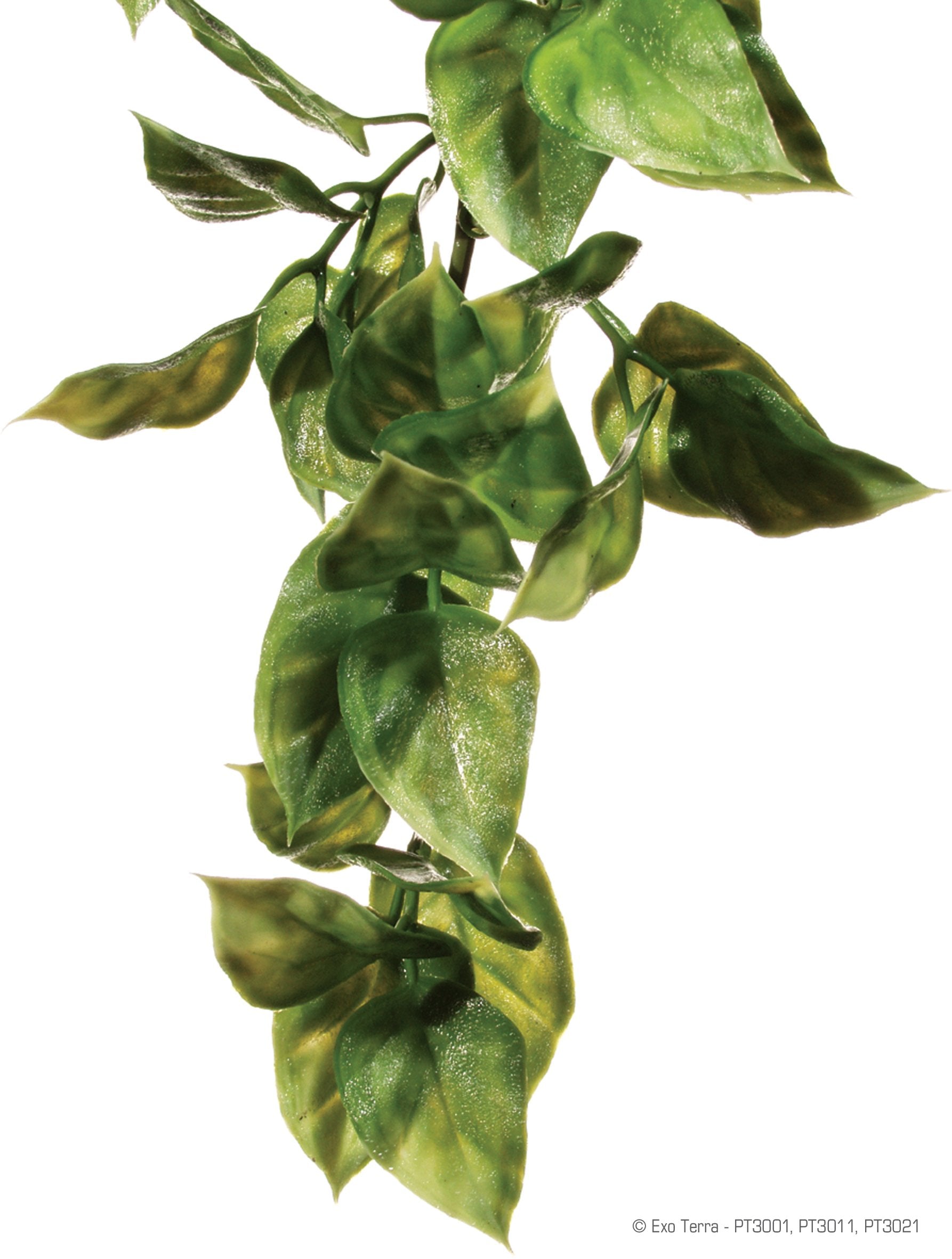 HC SM AMAPALLO FOREST SHRUB PLANT