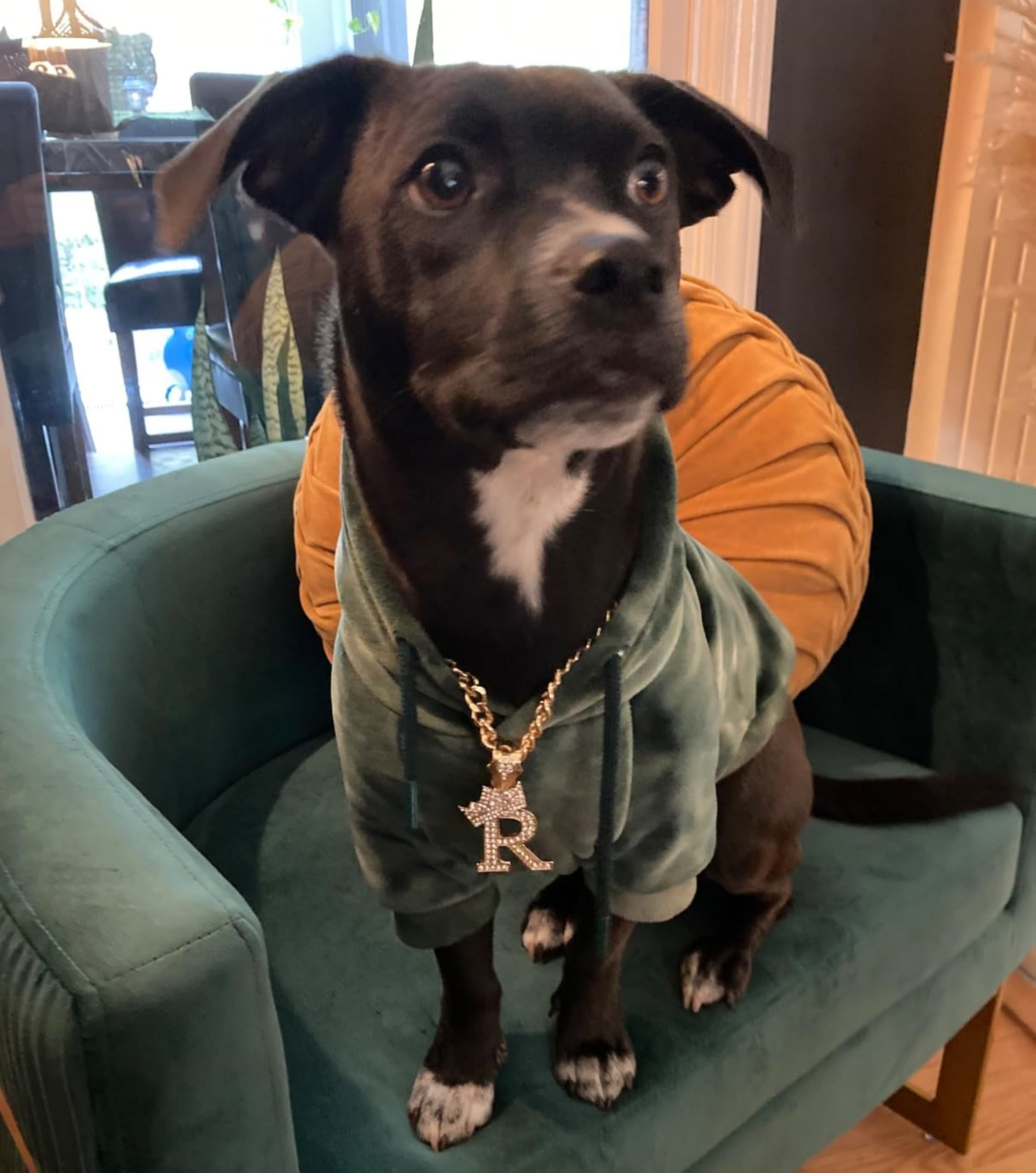 Initial Letter Cuban Chain Dog Chain Pet Chain Pet, Cat, Puppy Necklace (R, 10'')