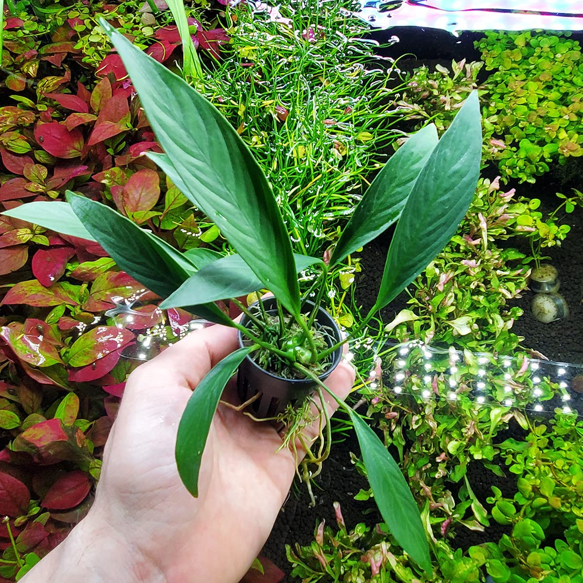 SubstrateSource Anubias Live Aquarium Plants - Potted Freshwater Plant for Fish Tanks, Terrariums - Beginner Friendly Low Light