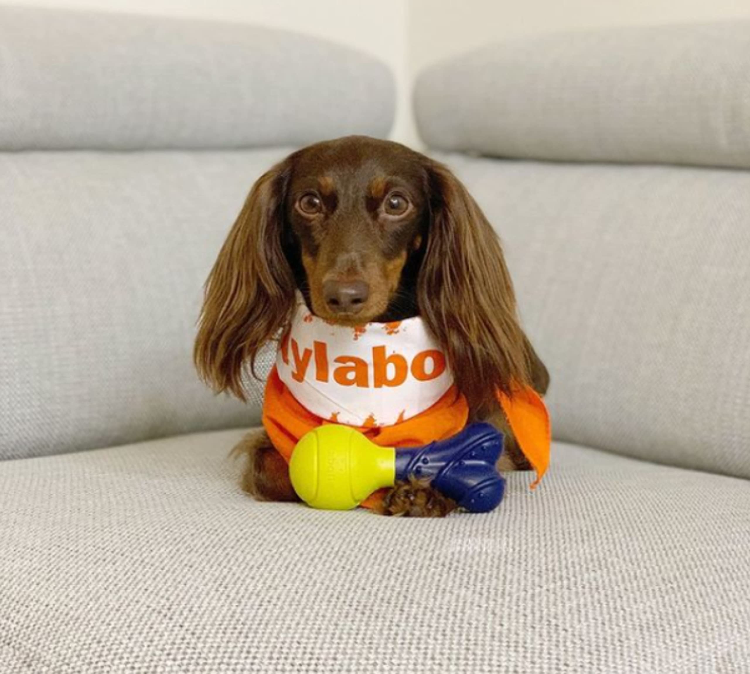 Nylabone Power Play Fetch-A-Bounce Interactive Play Toy, Fetch Toy For Dogs, Small (1 Count)