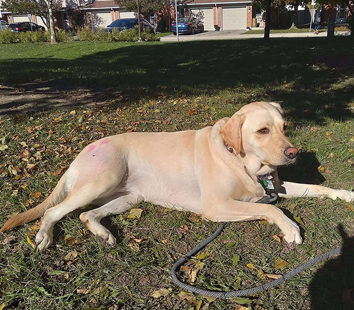 Mycicy Long Dog Leash 12, 15, 22, 30, 50, 75, 100 Ft Long Rope Leash For Dog Training Check Cord Recall Agility Lead For Large M