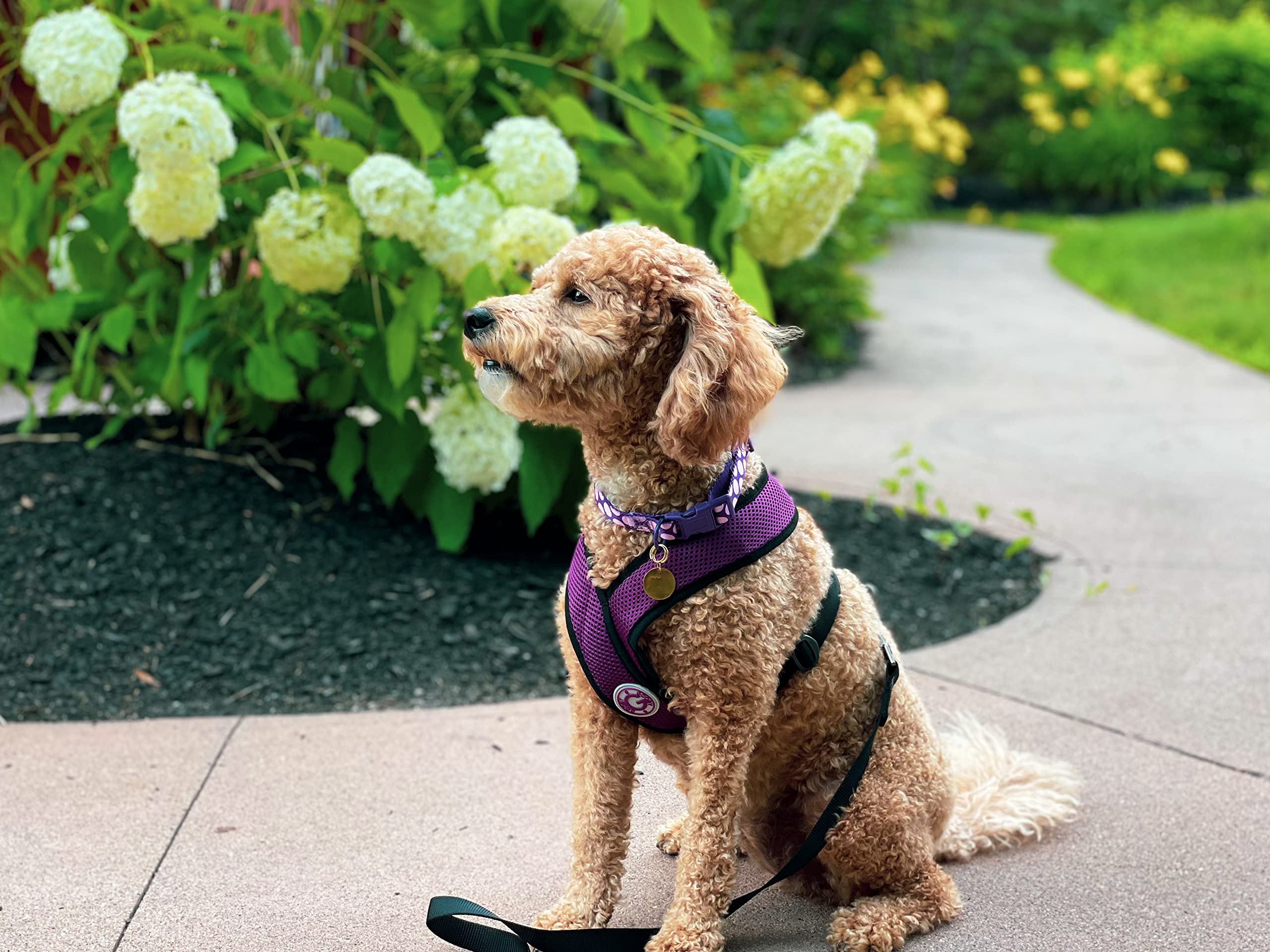 Gooby Comfort X Head In Harness - Purple, Small - No Pull Small Dog Harness Patented Choke-Free X Frame - Perfect On The Go Dog Harness For Medium Dogs No Pull Or Small Dogs For Indoor And Outdoor Use