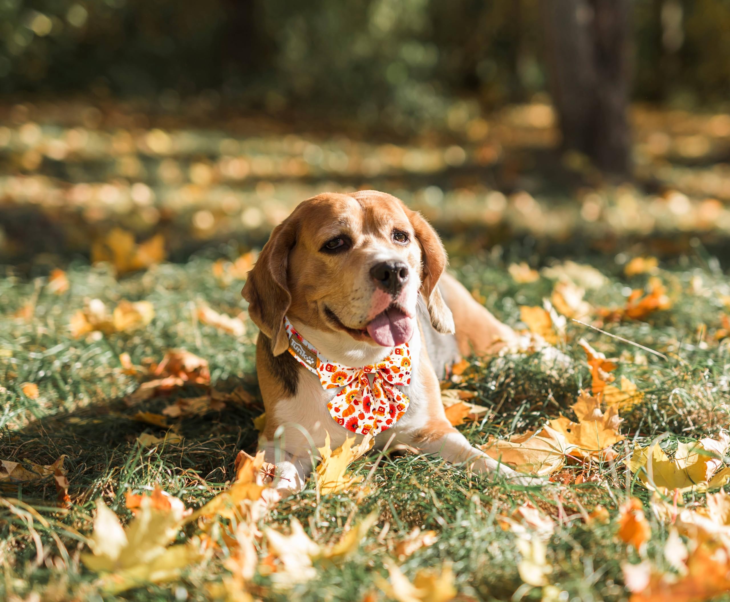 Tunkoo Dog Collar With Pretty Bow Tie Pumpkin And Turkey Pattern - Durable, Adjustable And Stylish Thanksgiving Pet Collar, Avai