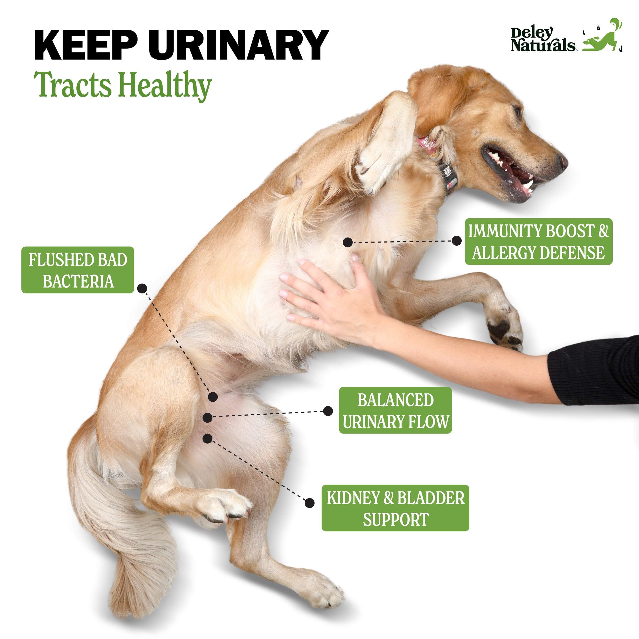 Deley Naturals Dog UTI Chews - Vet-Grade Cranberry Supplement for Dogs with D-Mannose & Echinacea for Bladder & Urinary Tract He