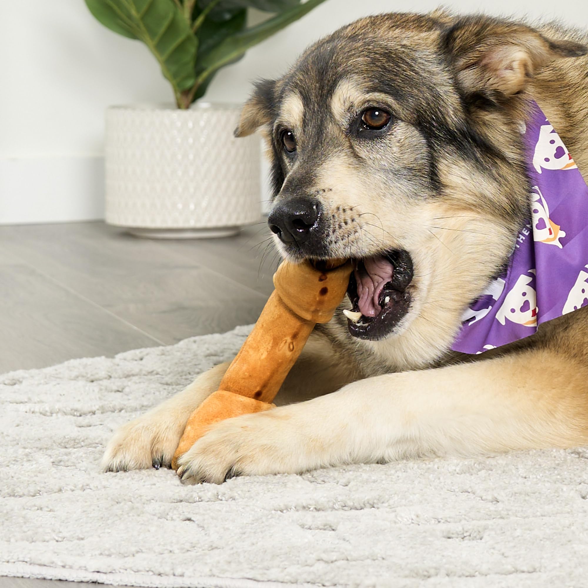 Treatly USA Beefhide Bones 9-10 Dog Chew Treats - Chicken Flavor, 1 Count/1 Pack