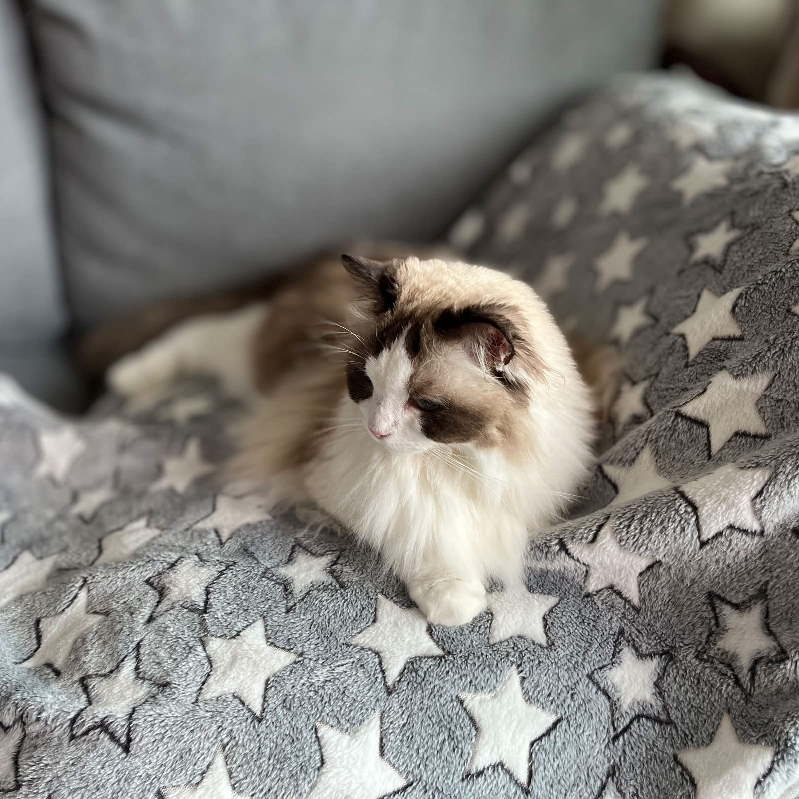 1 Pack 3 Puppy Blankets Cat Dog Blankets Super Soft Warm Sleep Mat Grey Star Cute Print Blanket Fluffy Fleece Pet Blanket Flannel Throw For Small Dogs Puppy Dogs Cats Large(40'X30')