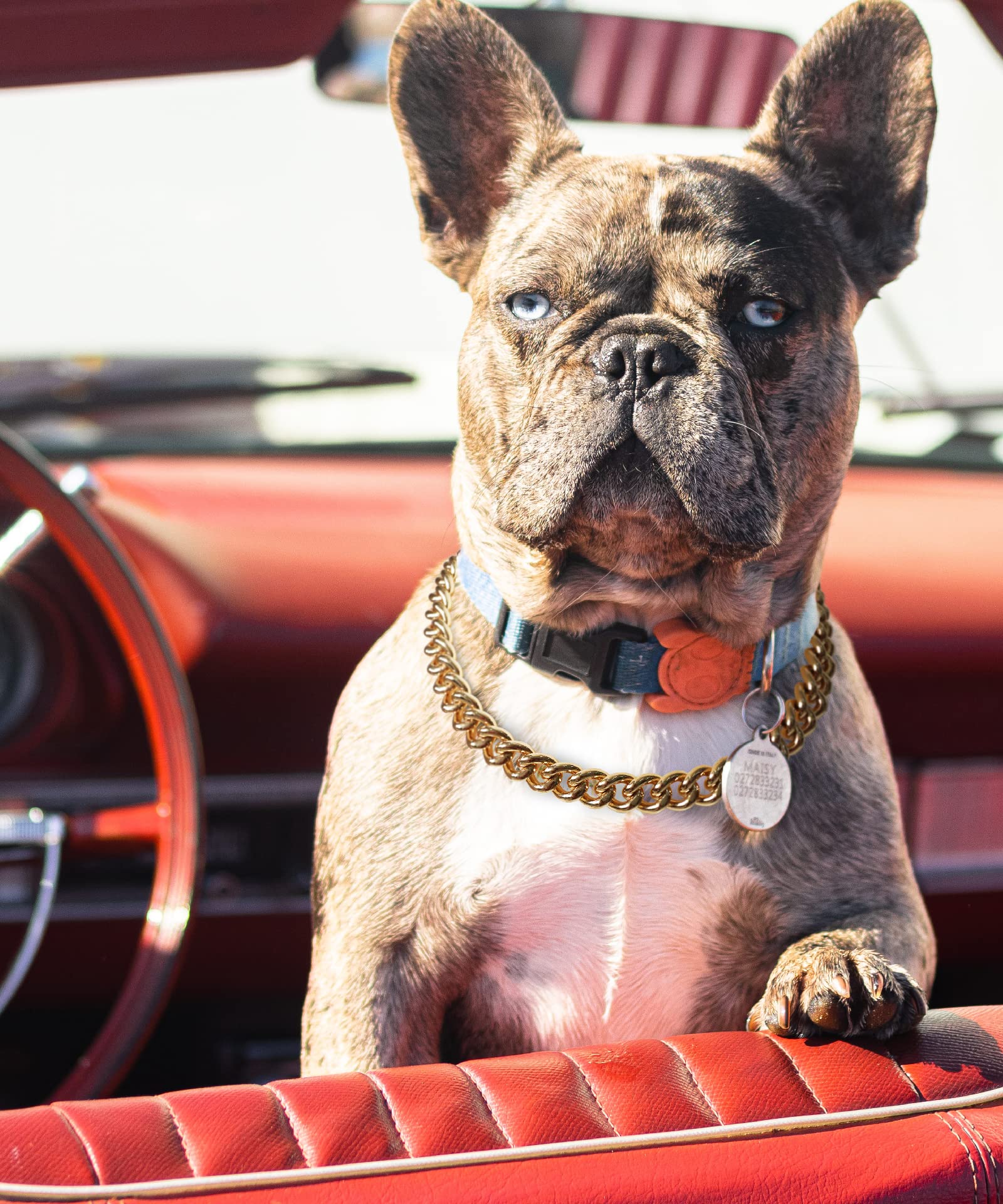 PP COLOR Gold Chain Dog Collar-15mm Cute Dog Collar Pet Gold Necklace Bulldog Light Metal Puppy Jewelry 23 Chain Puppy Costume