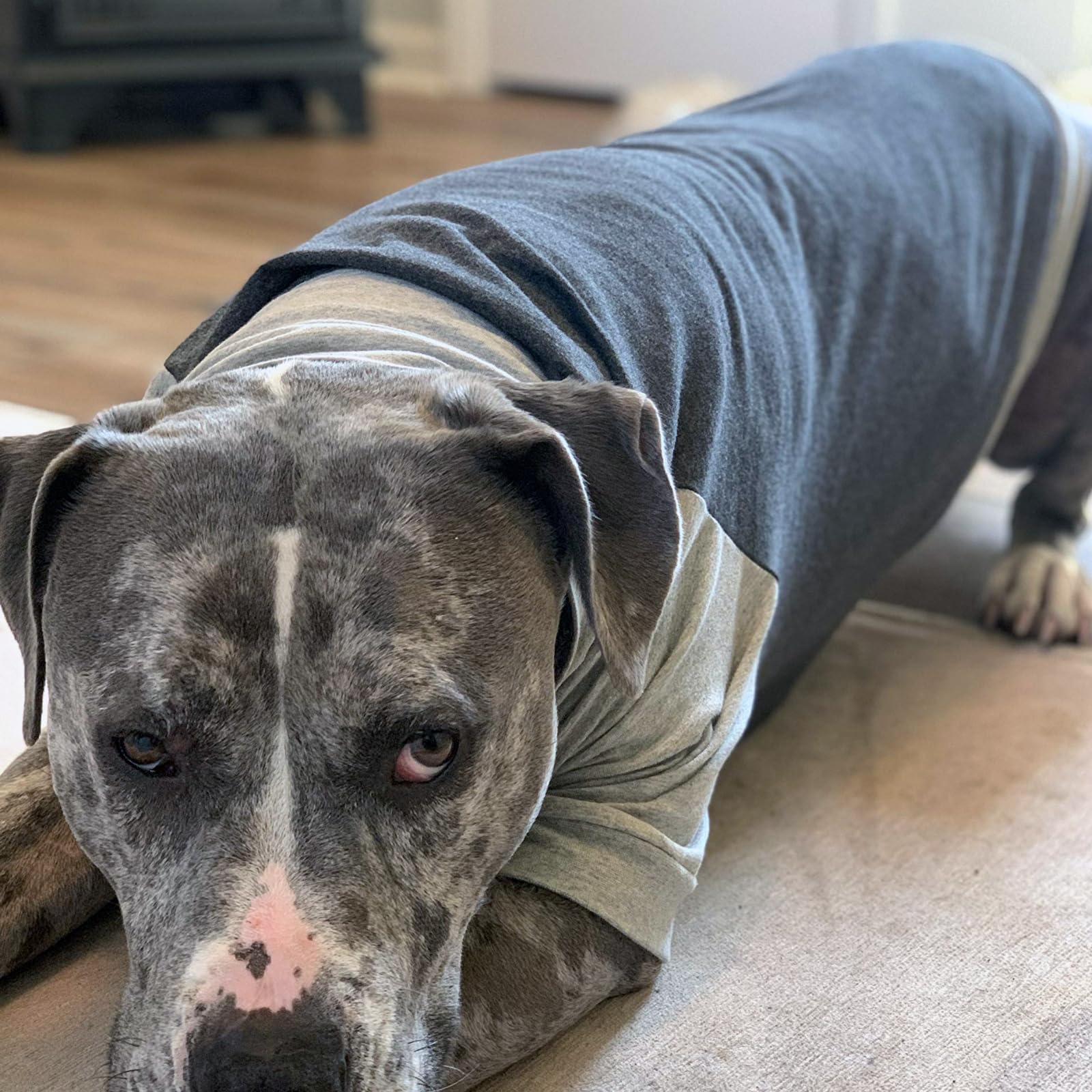 Tooth & Honey Large Dog Pullover Shirt – Breathable Cotton & Spandex Dog Shirt With Full Underbelly Coverage – Dark & Light Grey Large Dog Shirt For Allergy & Summer Protection (Large)