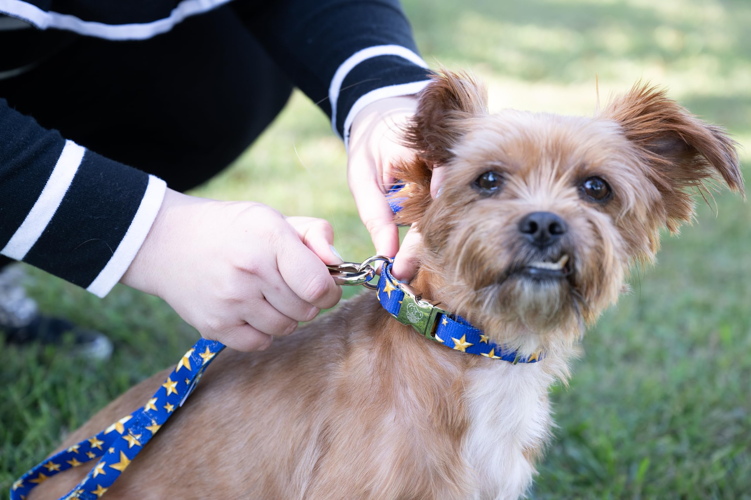 Country Brook Petz - Premium Duty Honor Country Dog Collar - Americana Collection Featuring Patriotic Designs (5/8 Inch, Small)