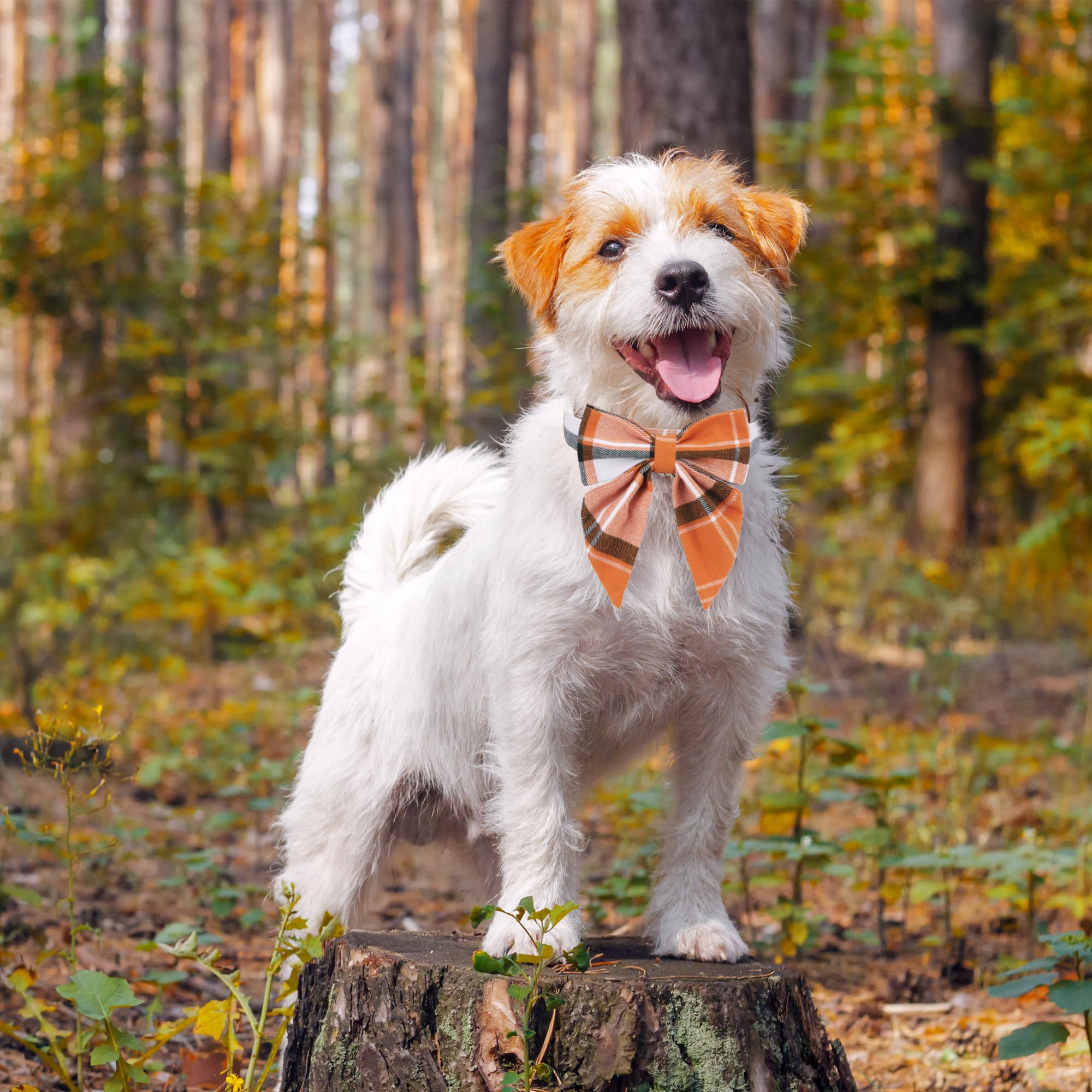 Adoggygo Fall Dog Collar With Bow, Halloween Thanksgiving Dog Bowtie Collar, Adjustable Orange Black Dog Fall Collars For Small Medium Large Dogs Pets (Small, Fall)