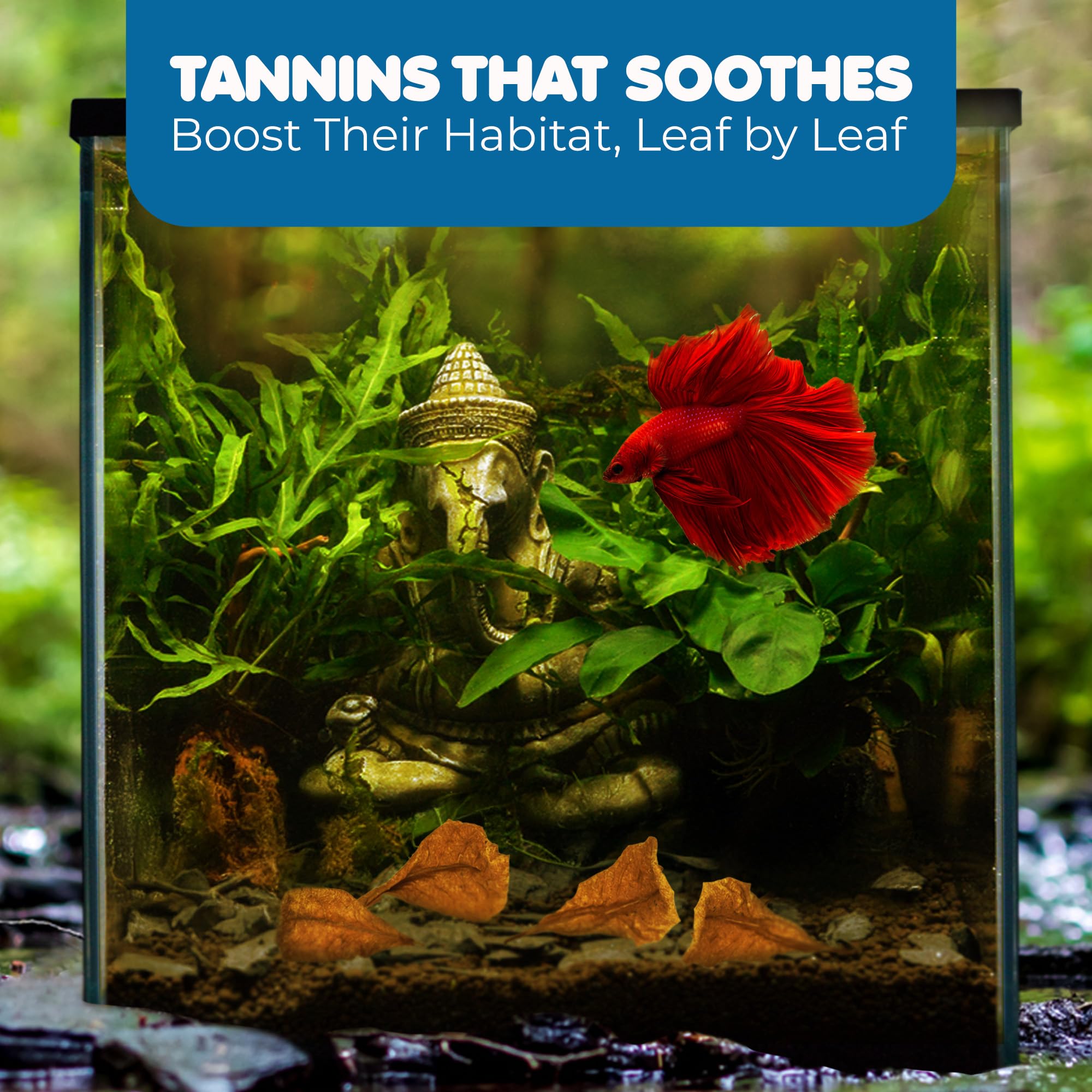 SunGrow 50 pcs Catappa Indian Almond Leaves for Betta Fish Tank Aquarium, 2    Water Conditioner Leaves, Leaf Also Suitable for