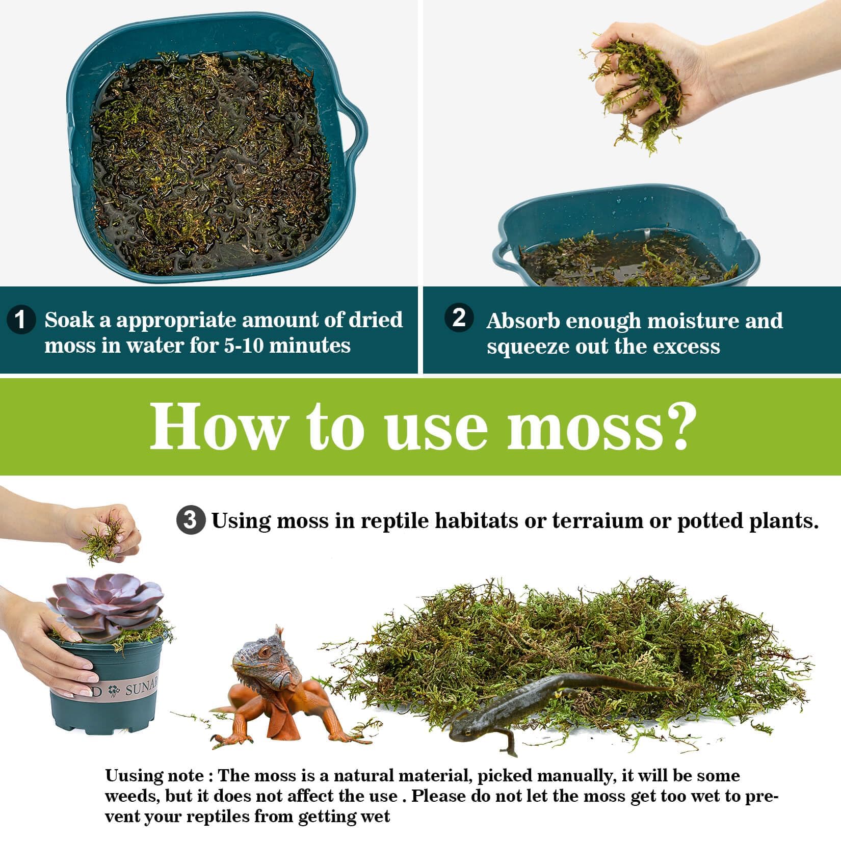 Sukh Sphagnum Moss For Reptiles -Terrarium Moss For Reptiles Peat Moss For Reptiles Habitat Bedding Moss For Snakes Turtle Frog