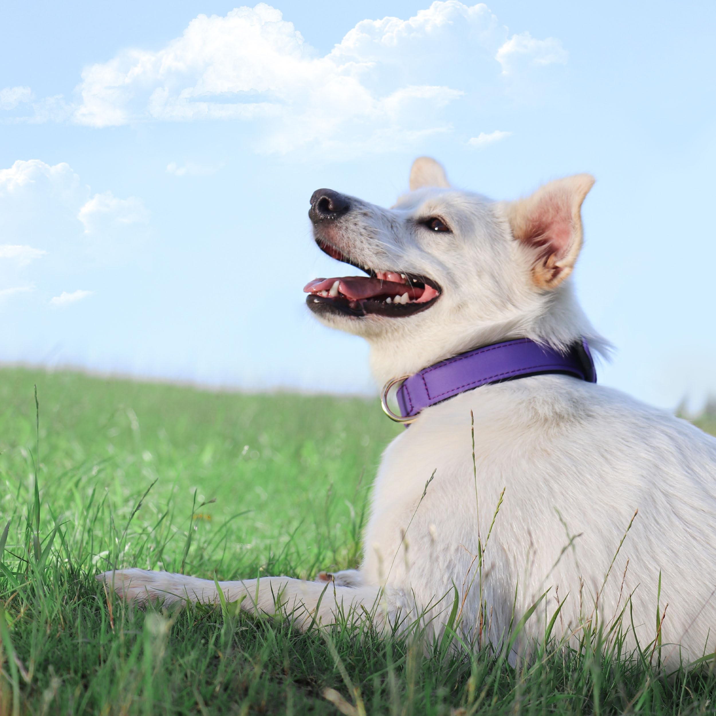 Didog Soft Padded Dog Collars For Small Dogs, Lightweight And Breathable Dog Collar Waterproof With Metal Buckle For Puppy, Purp