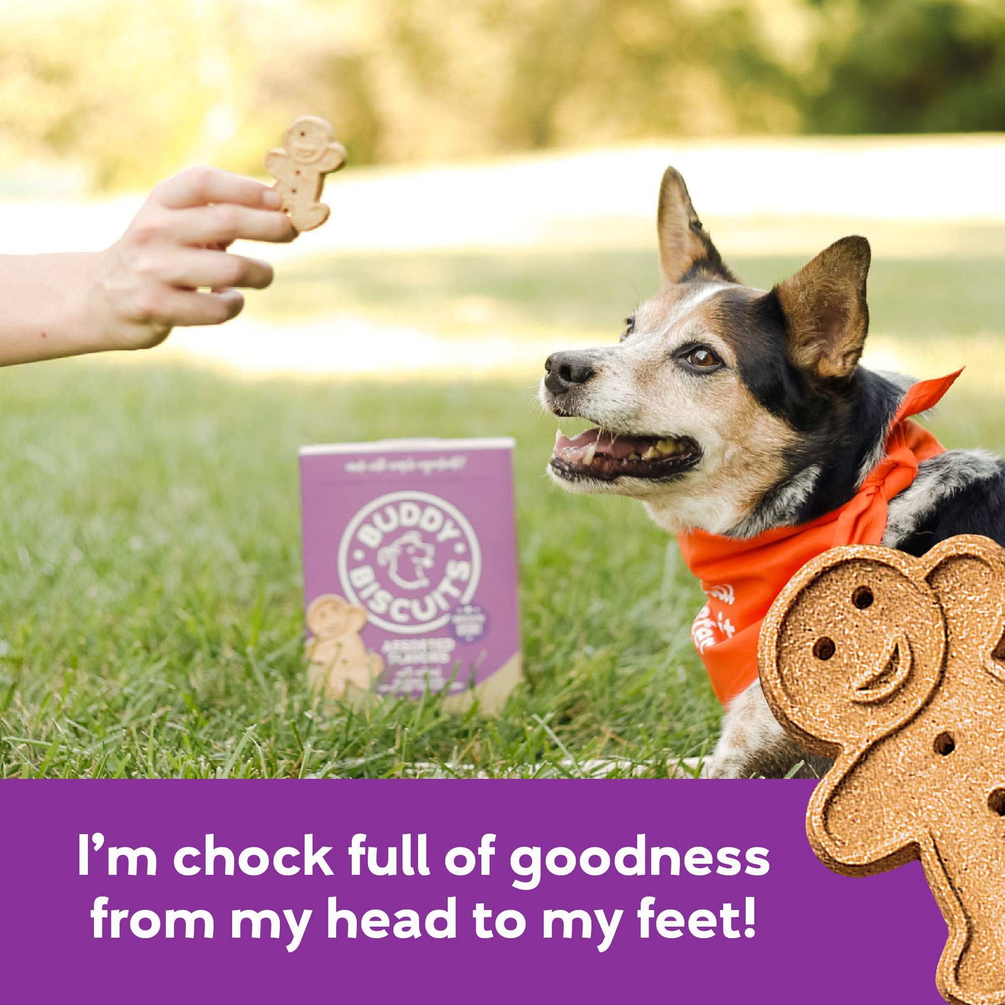 Buddy Biscuits 16 oz. Box of Crunchy Dog Treats Made with Assorted Flavors of Roasted Chicken, Grilled Beef, and Sharp Cheddar