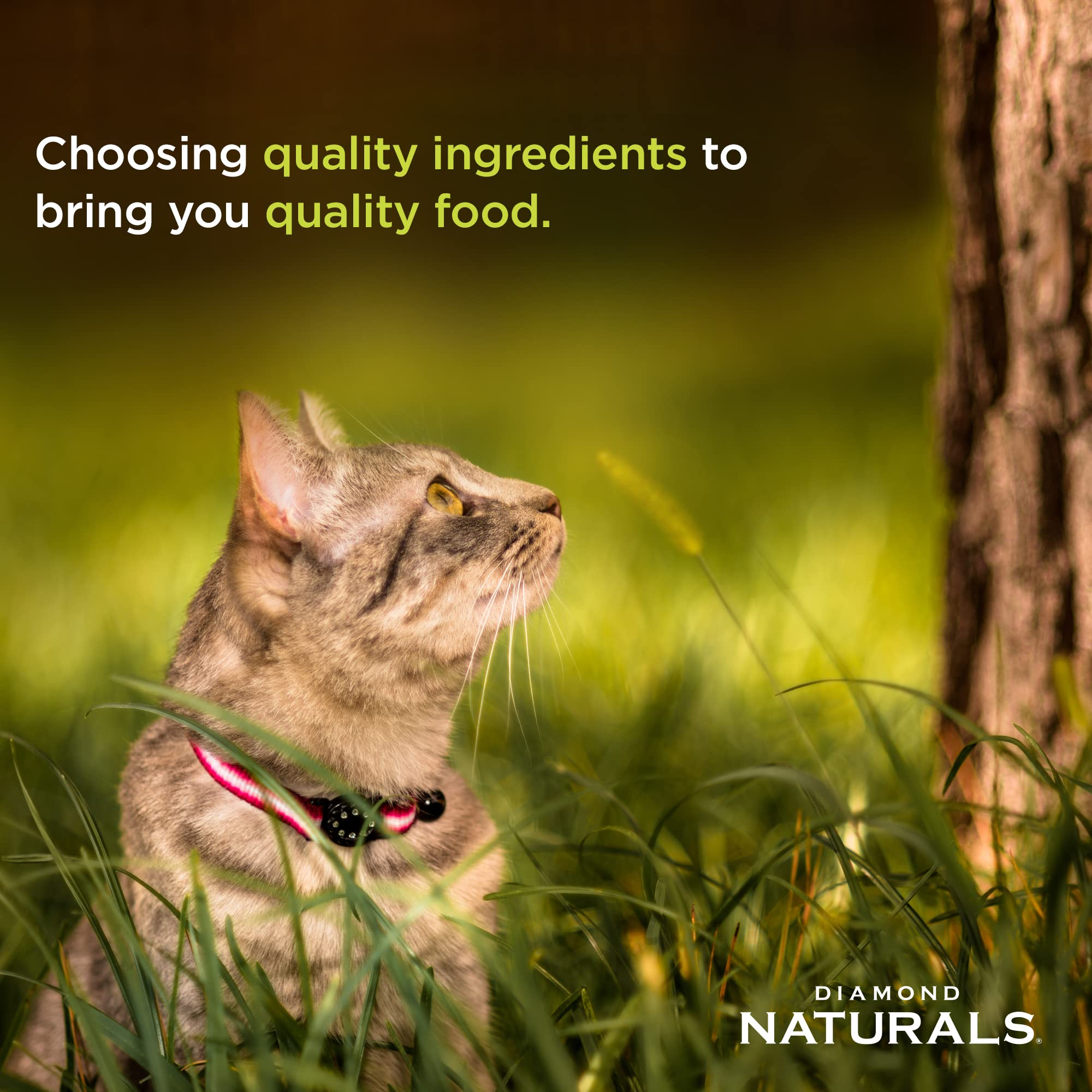 Diamond Naturals Active Cat Adult Dry Cat Food Chicken Protein Formula from Cage-Free Chicken with Superfoods, Probiotics, Antio