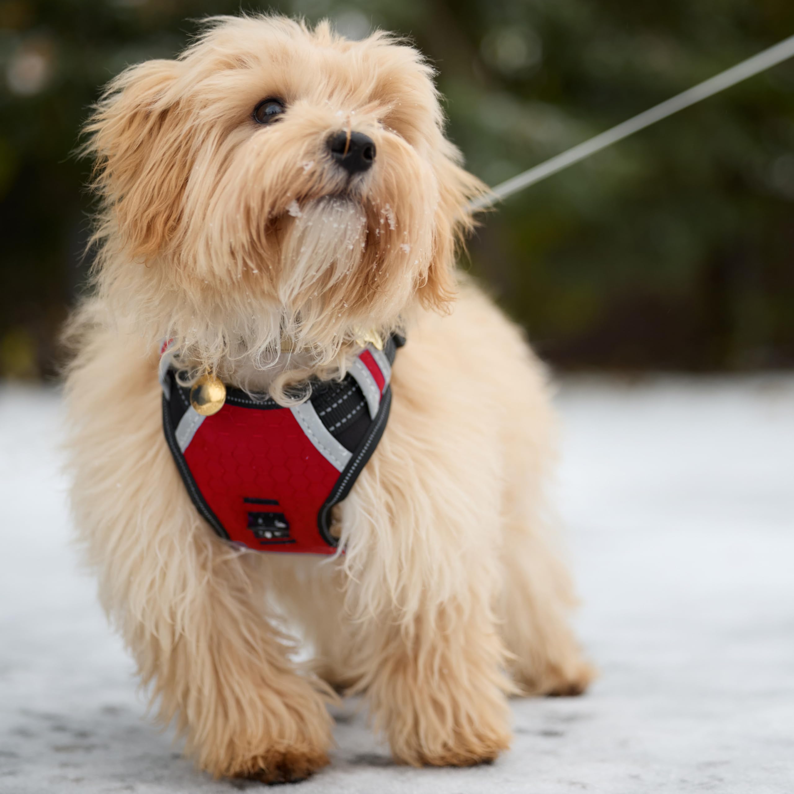 Espawda Padded Comfort Harness With No Pull Design For Small Dogs, Medium Dogs And Big Dogs (Medium, Red)