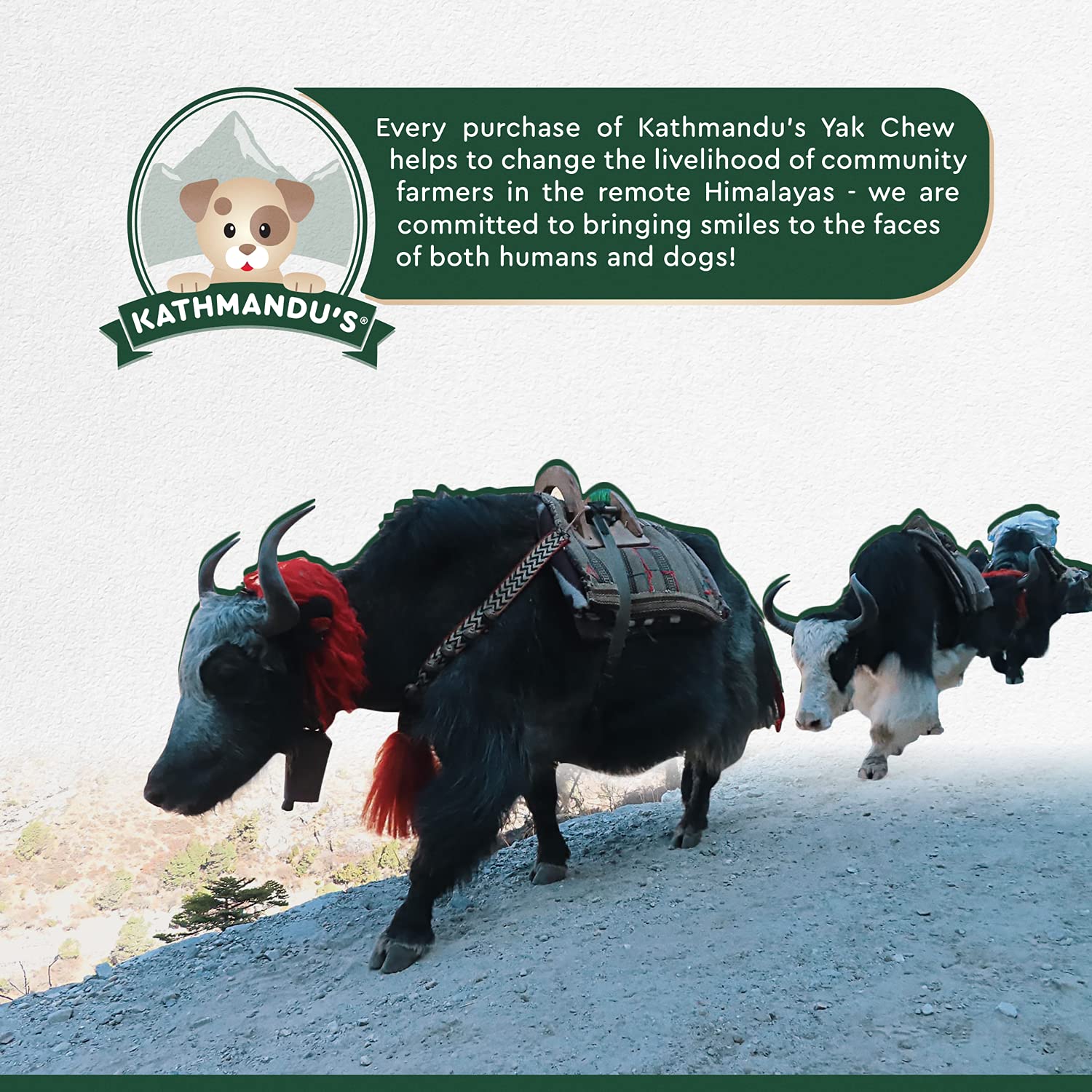 Authentic Himalayan Yak Cheese for Dogs - Large/XLarge (Pack of 4) - Sourced from Pristine Himalayan Foothill, Rawhide-Free, NO