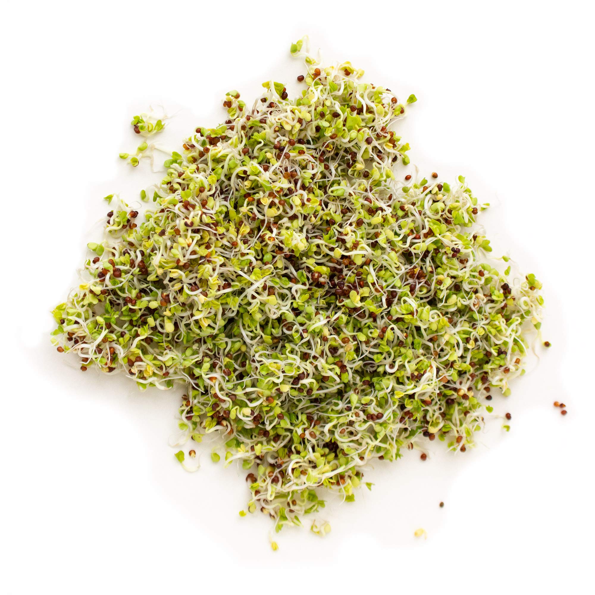 Handy Pantry Organic Birdseed - 1 Lb - Sprouting Bird Seed Mix for Small, Medium & Large Birds- Feed for Songbirds, Parakeets, P
