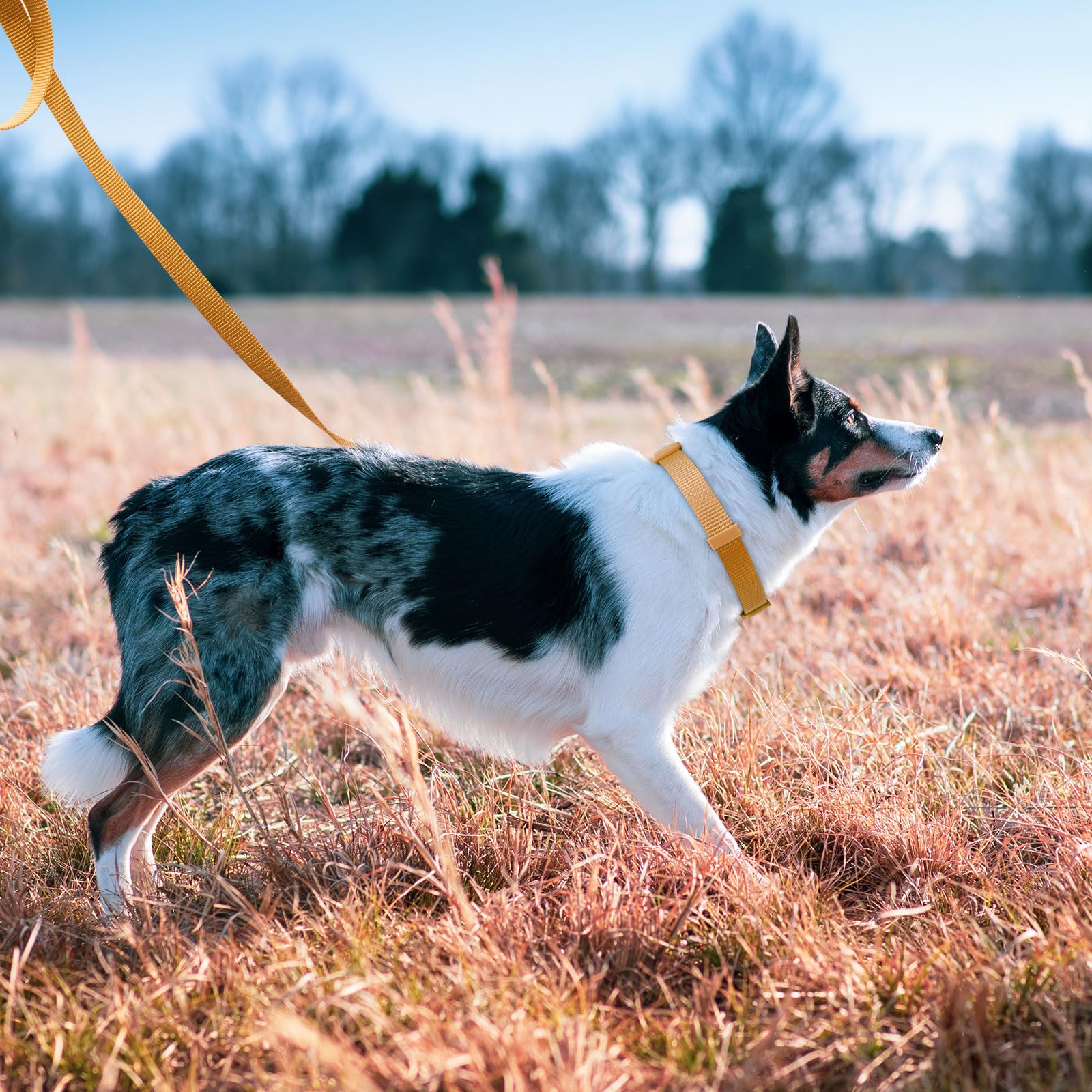 Azuza Nylon Fall Dog Collar And Leash Set, Strong & Durable Basic Style Leash With Easy To Use Collar Hook, Available In Multipl