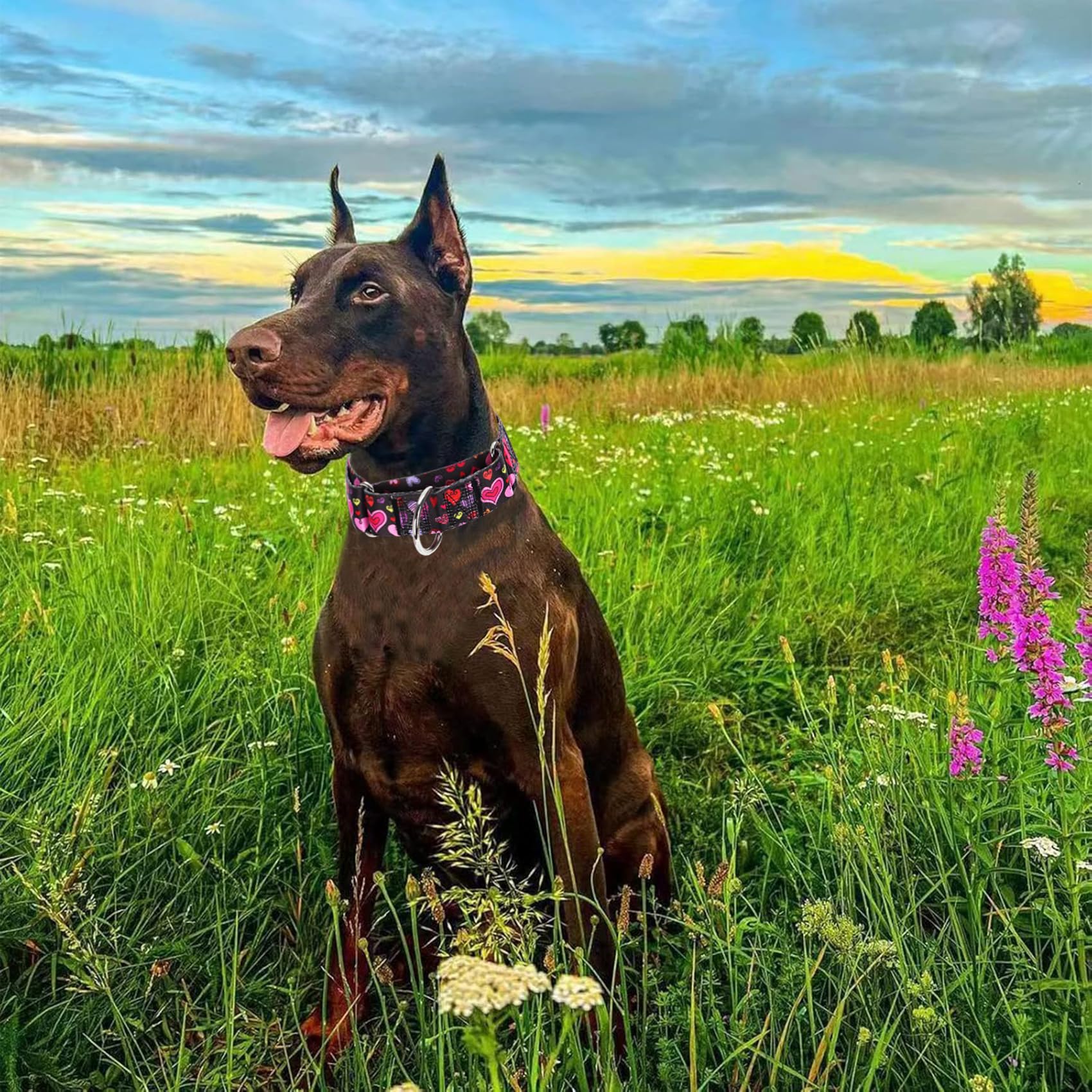 Valentine'S Day 1.5 Inch Wide Martingale Dog Collar, Cute Loving Heart Collar For Medium Large Extra Large Dogs -Heart M