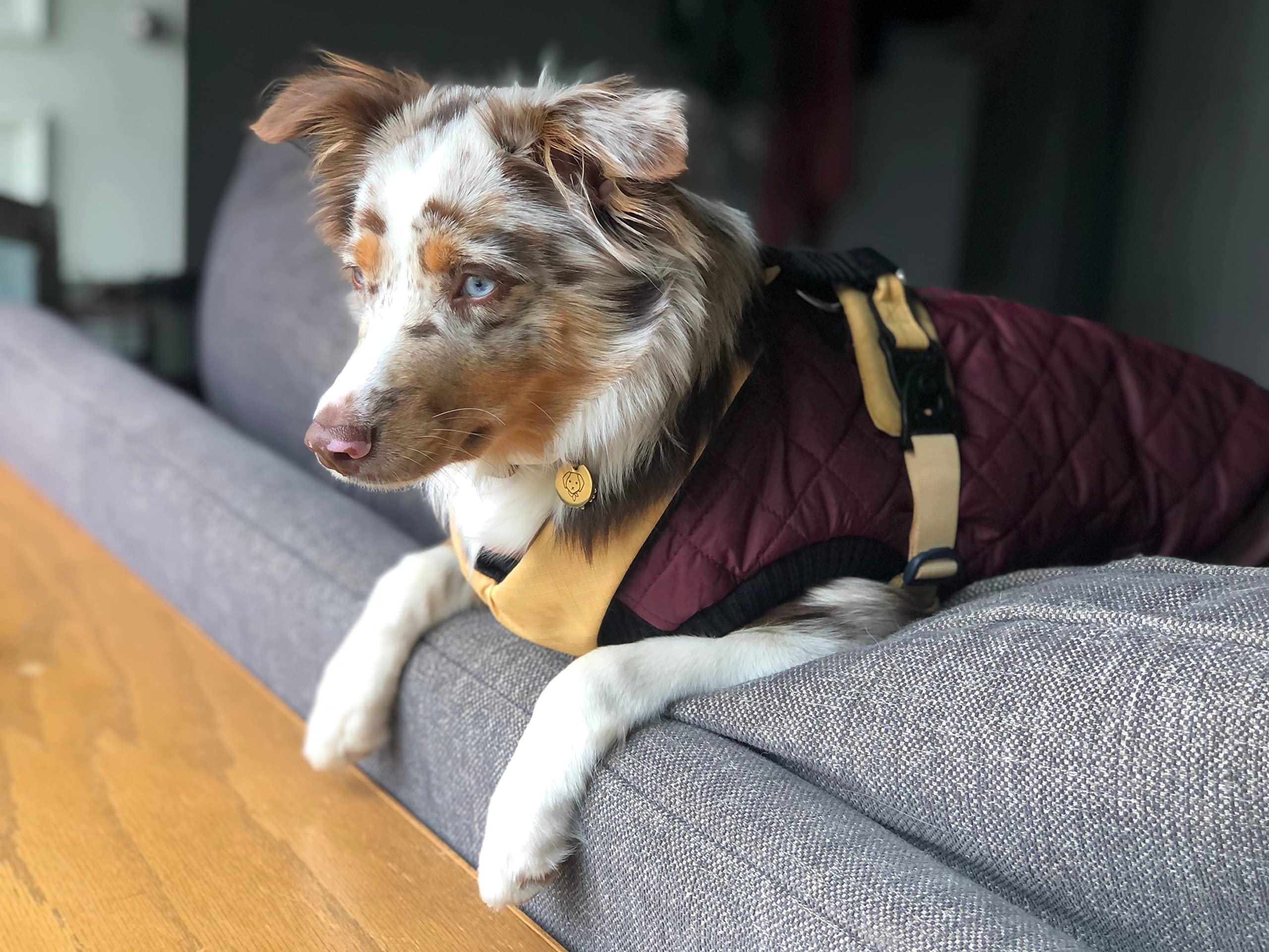 Gooby Fashion Vest Dog Jacket - Purple, Small - Warm Zip Up Dog Bomber Vest With Dual D Ring Leash - Winter Water Resistant Small Dog Sweater - Dog Clothes For Small Dogs Boy Or Medium Dogs