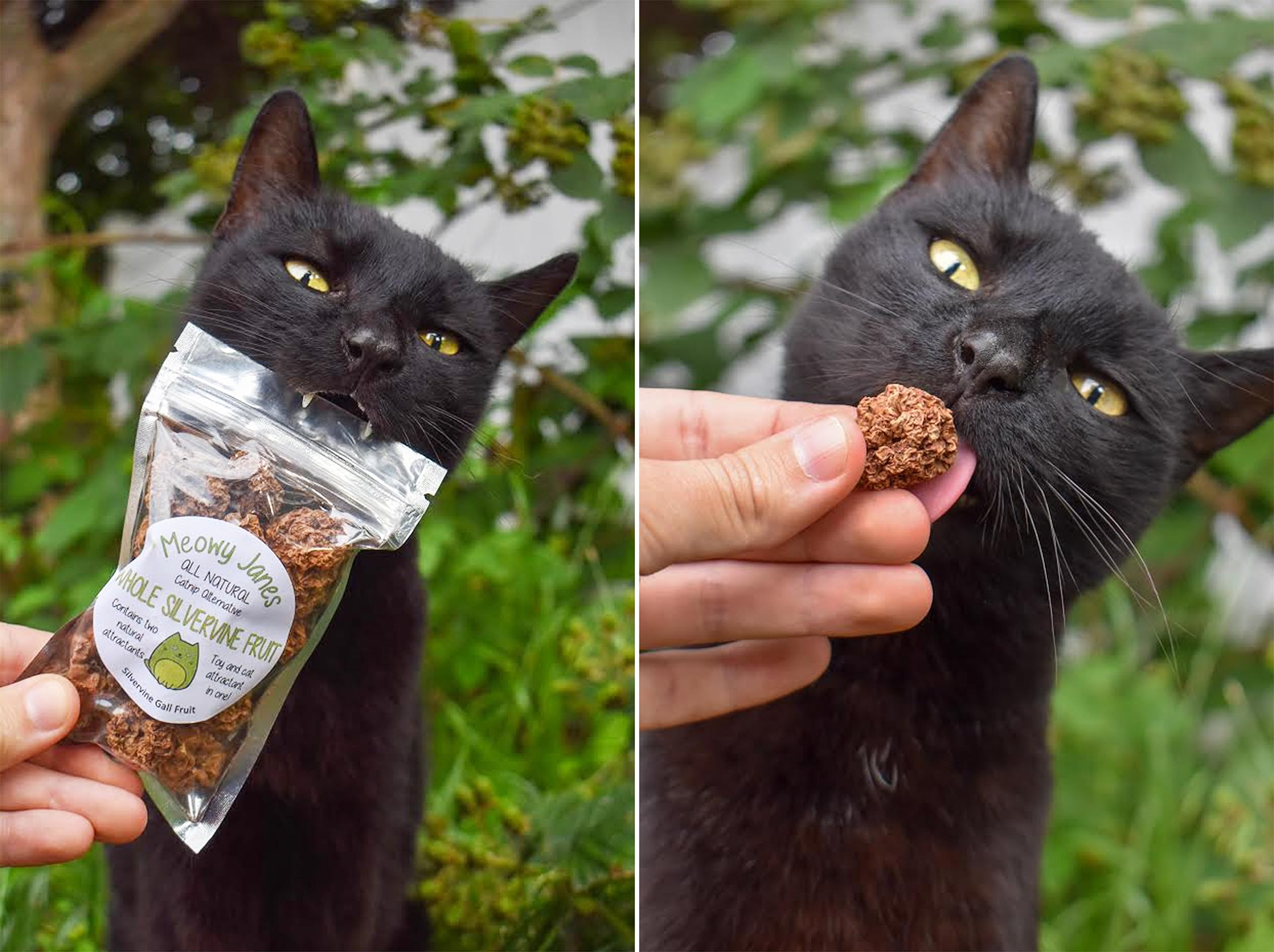Meowy Janes Whole Silvervine Fruit- Dried Silvervine Gall Fruit- Actinidia Polygama - Cat Toy - Cat Treat