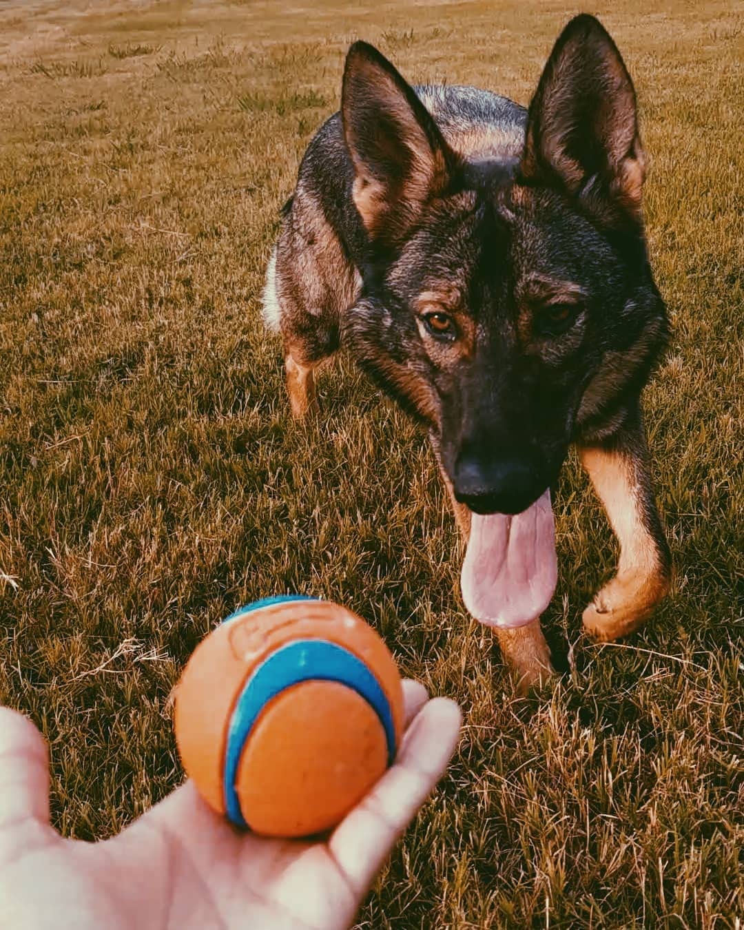 Chuckit! Dog Fetch & Fold Ball Launcher And 4-Pack Ultra Ball Bundle, Medium