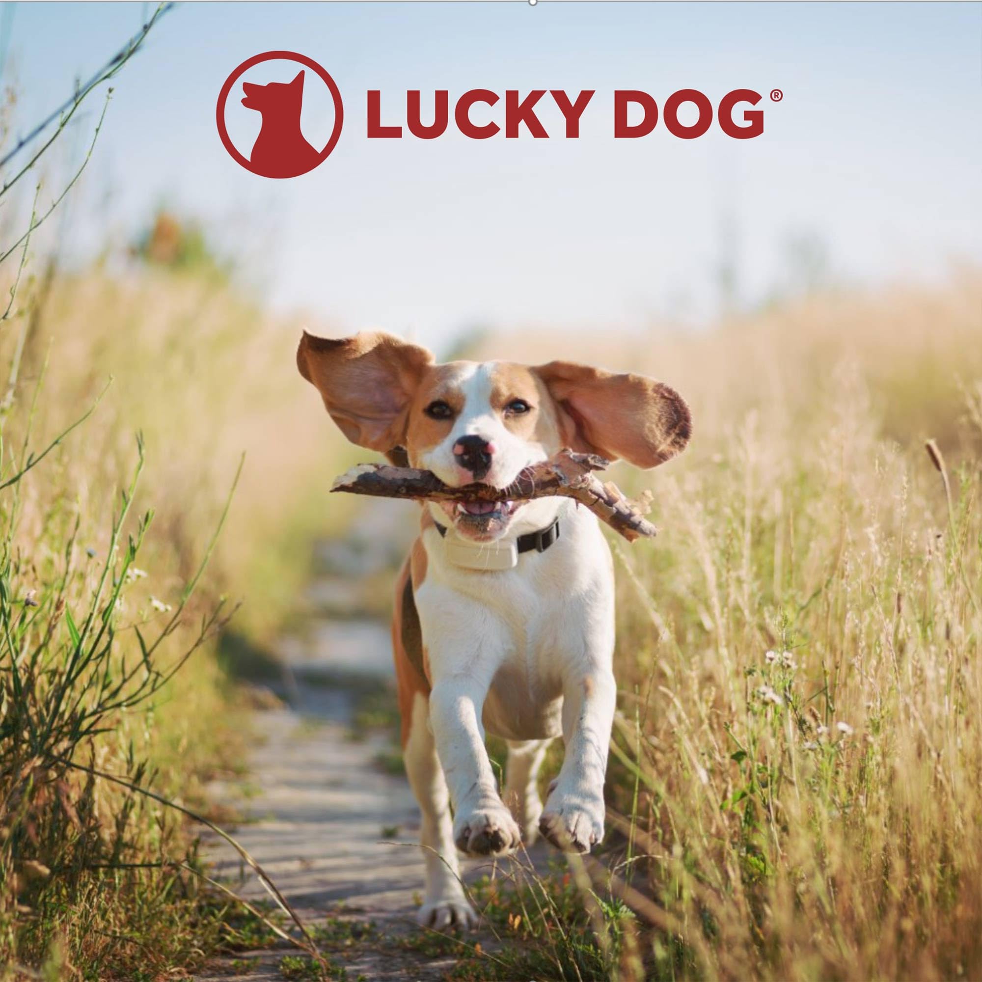 Lucky Dog Dwell Series 24 Inch Small Lightweight Kennel Secure Fenced Pet Dog Crate W/Divider Panels, Sliding Doors, And Removable Tray, Black