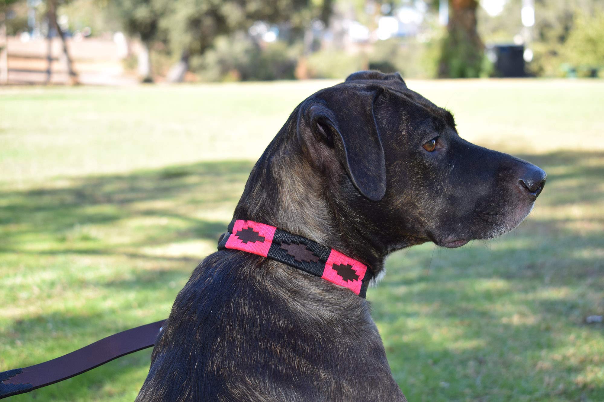 Gaucho Goods Leather Dog Collar - Antilles (Xl)