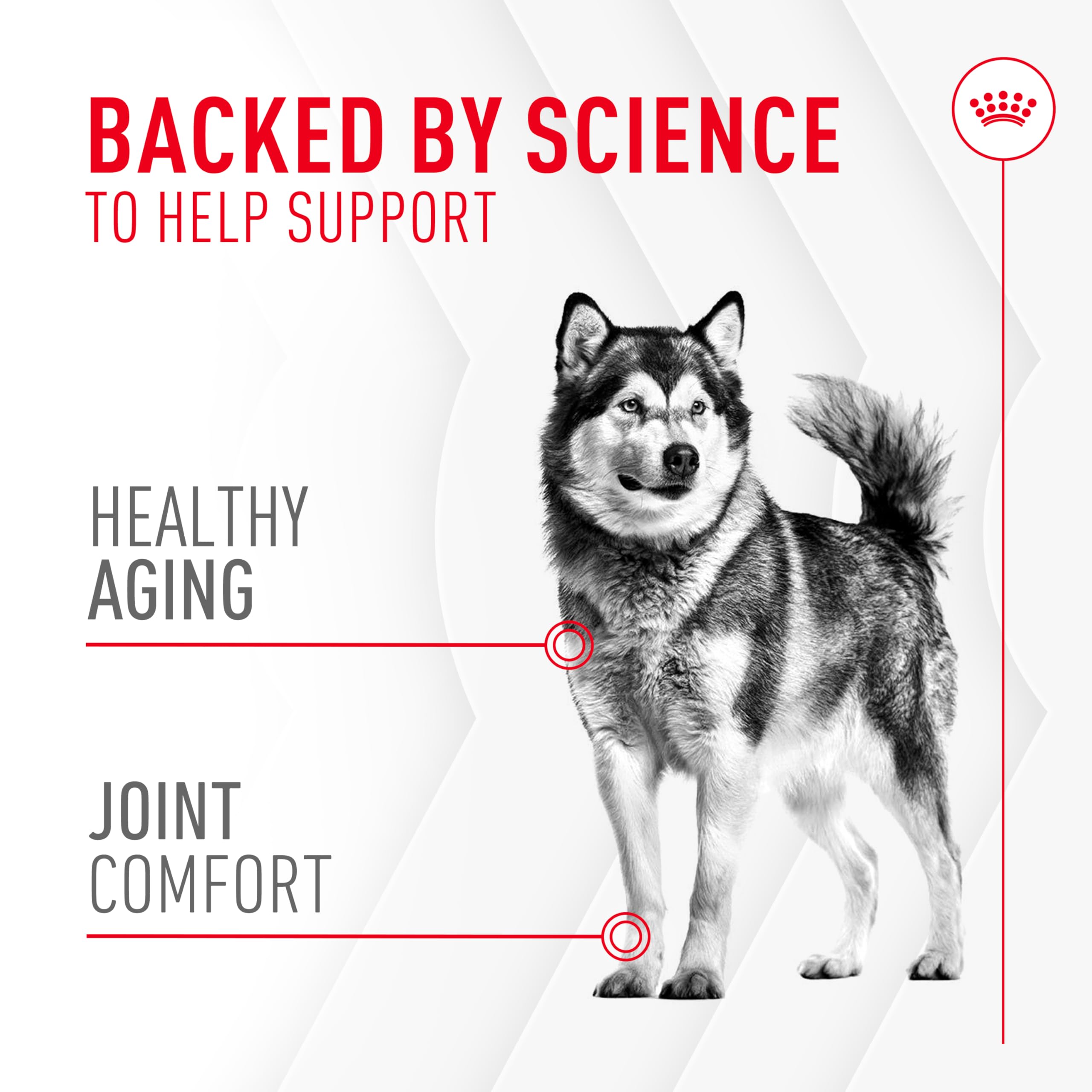 Royal Canin Joint Supplement Soft Chews for Adult Dogs 8.47 oz (60 Count)