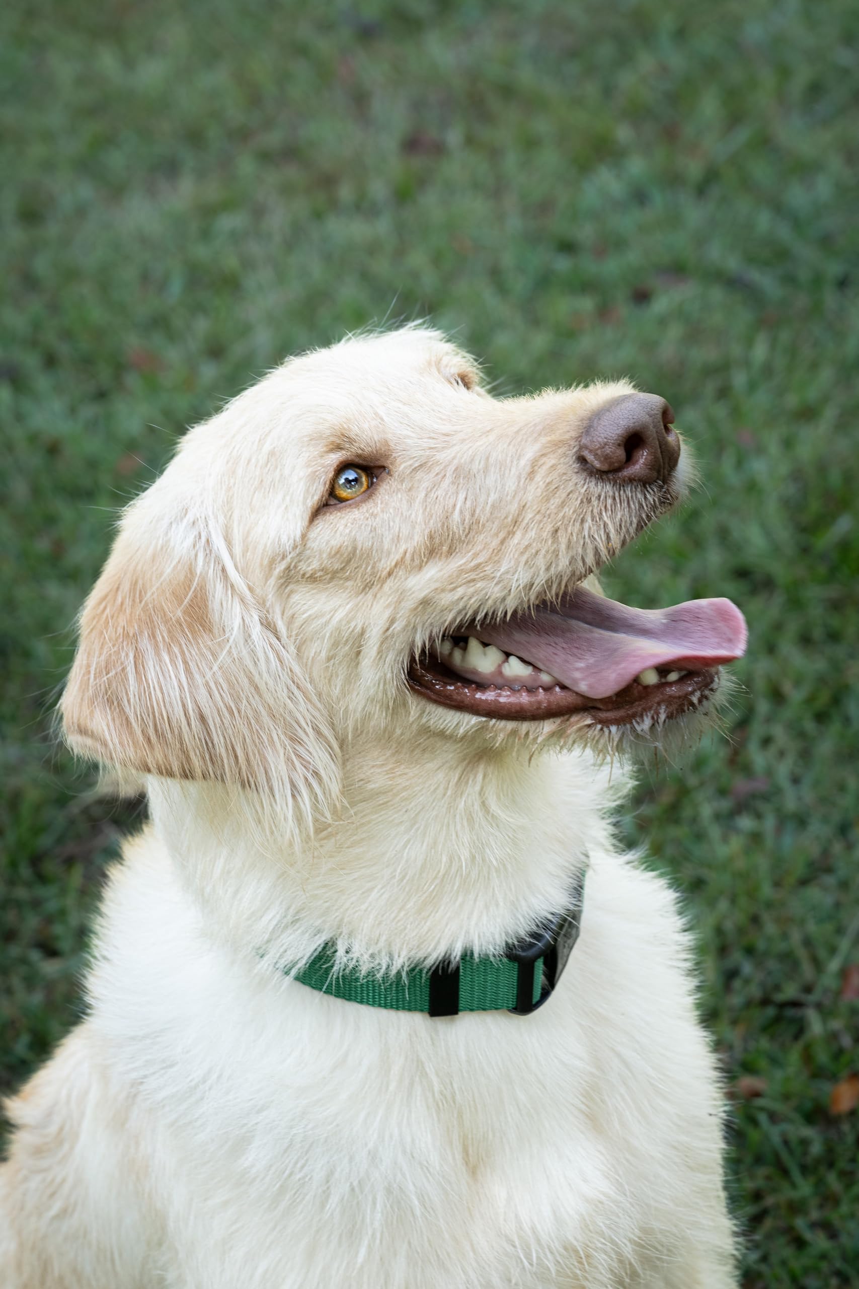 Country Brook Petz - 33 Vibrant Colors - American Made Deluxe Nylon Dog Collar With Buckle (Medium, 3/4 Inch, Christmas Green)
