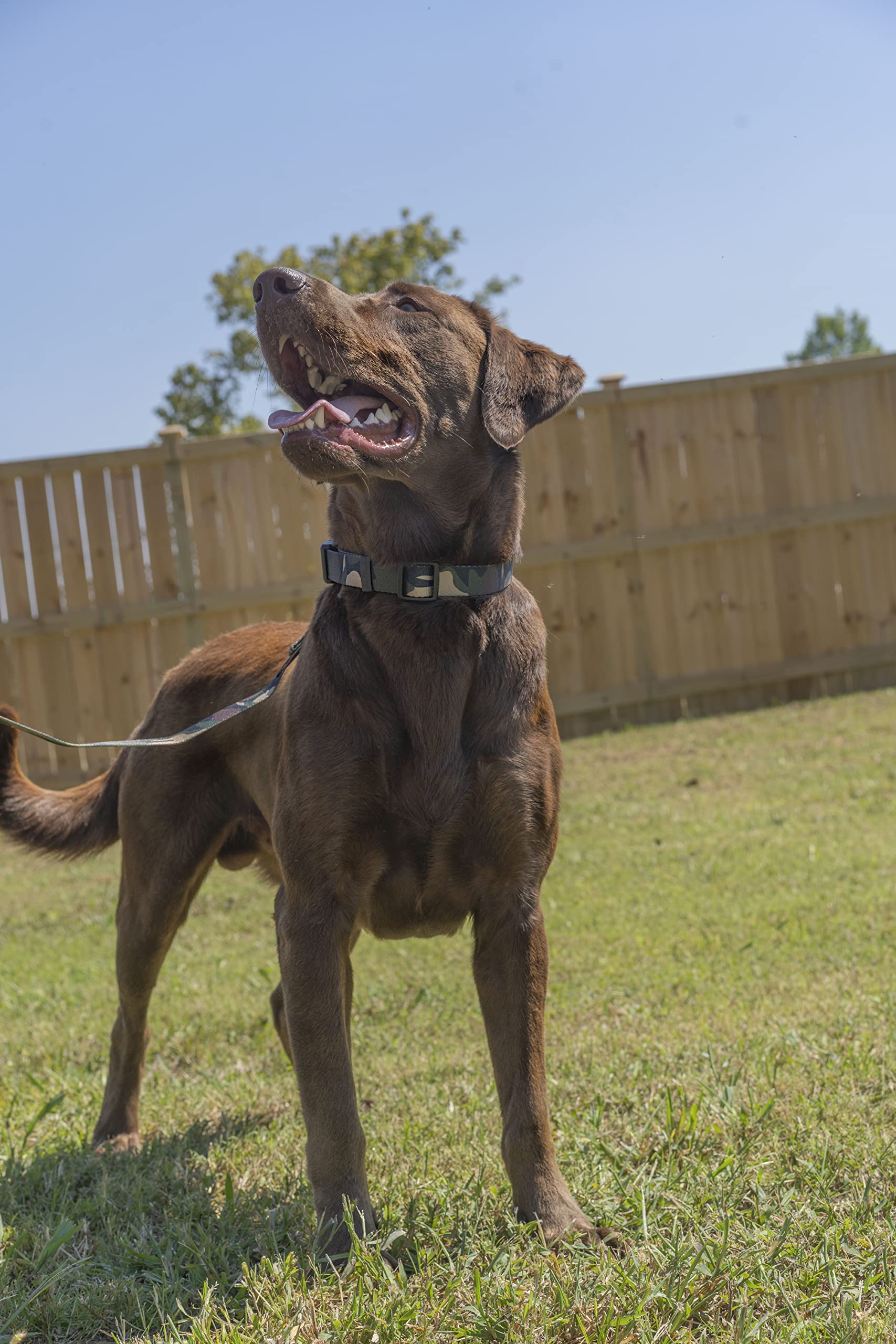 Country Brook Petz - Woodland Camo Deluxe Dog Collar - Made In The U.S.A.- Camouflage Collection With 16 Rugged Designs (1 Inch, Large)