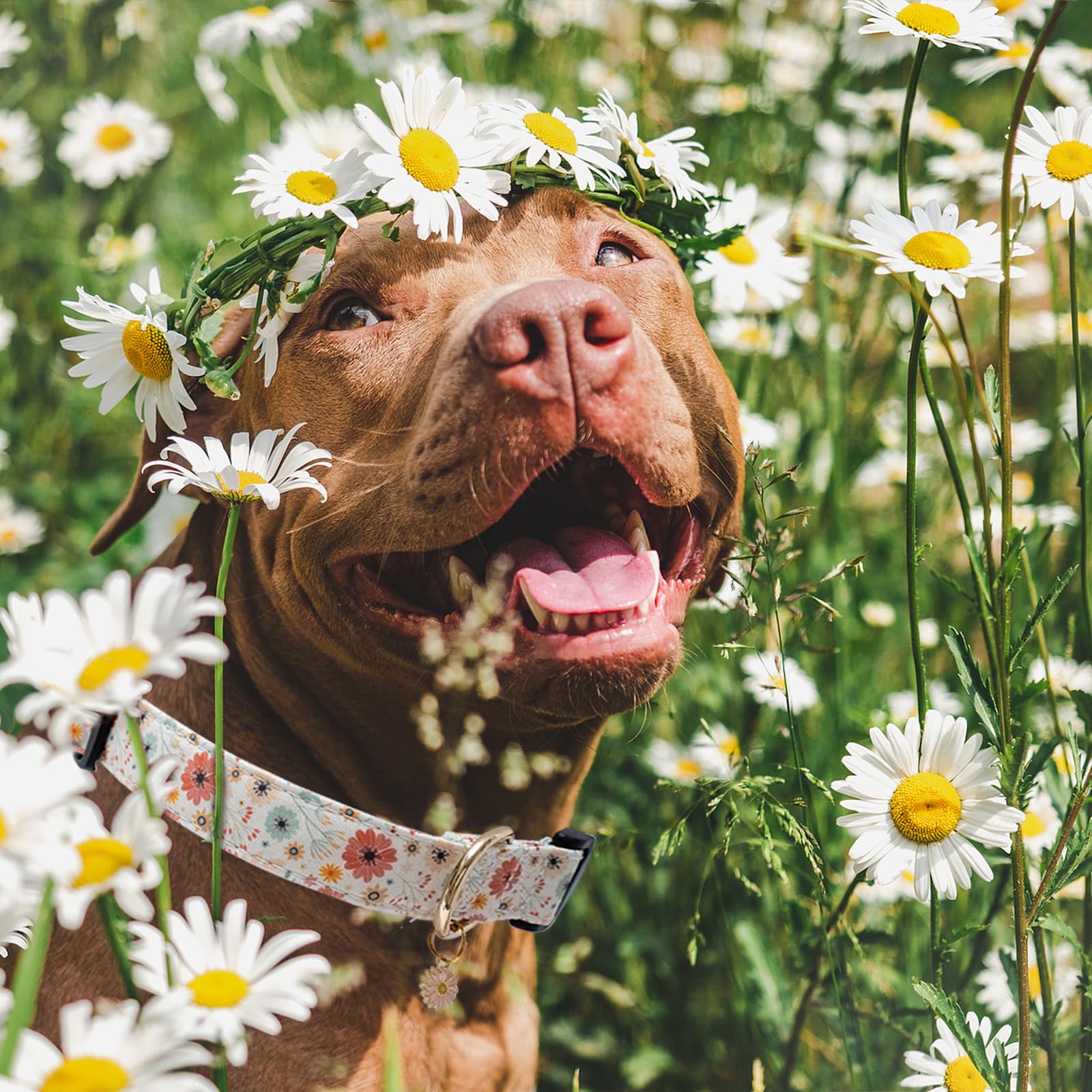 Faygarsle Cotton Designer Dogs Collar Cute Flower Dog Collars For Girl Female Small Medium Large Dogs With Flower Charms L